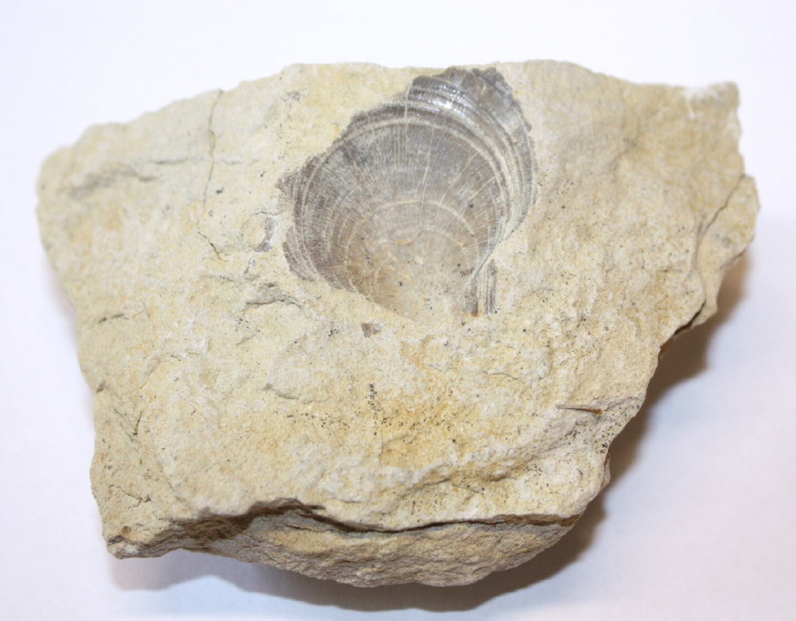 Náhledový obrázek Pecten curvatus - 2