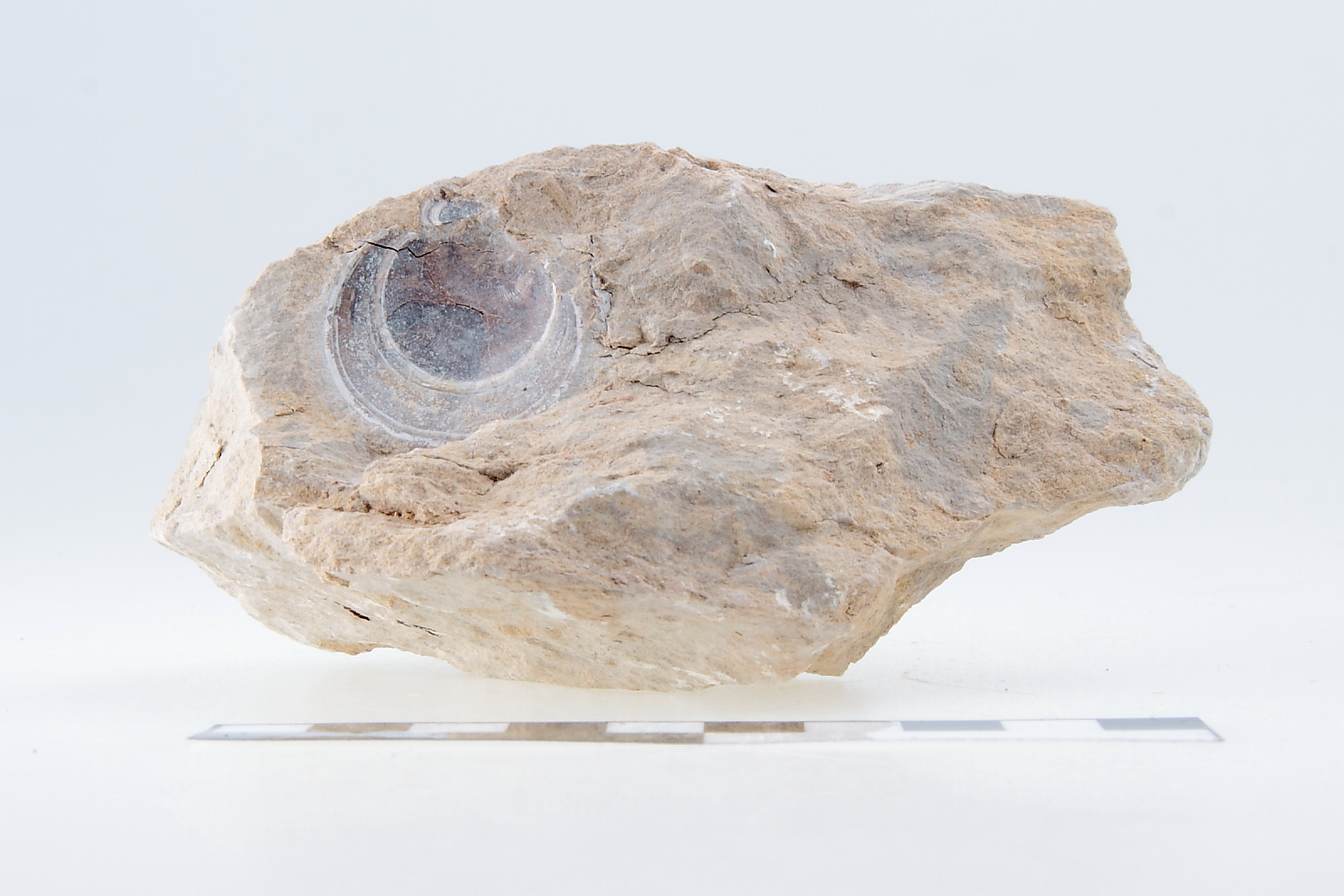 Náhledový obrázek Pecten curvatus GEIN - 1