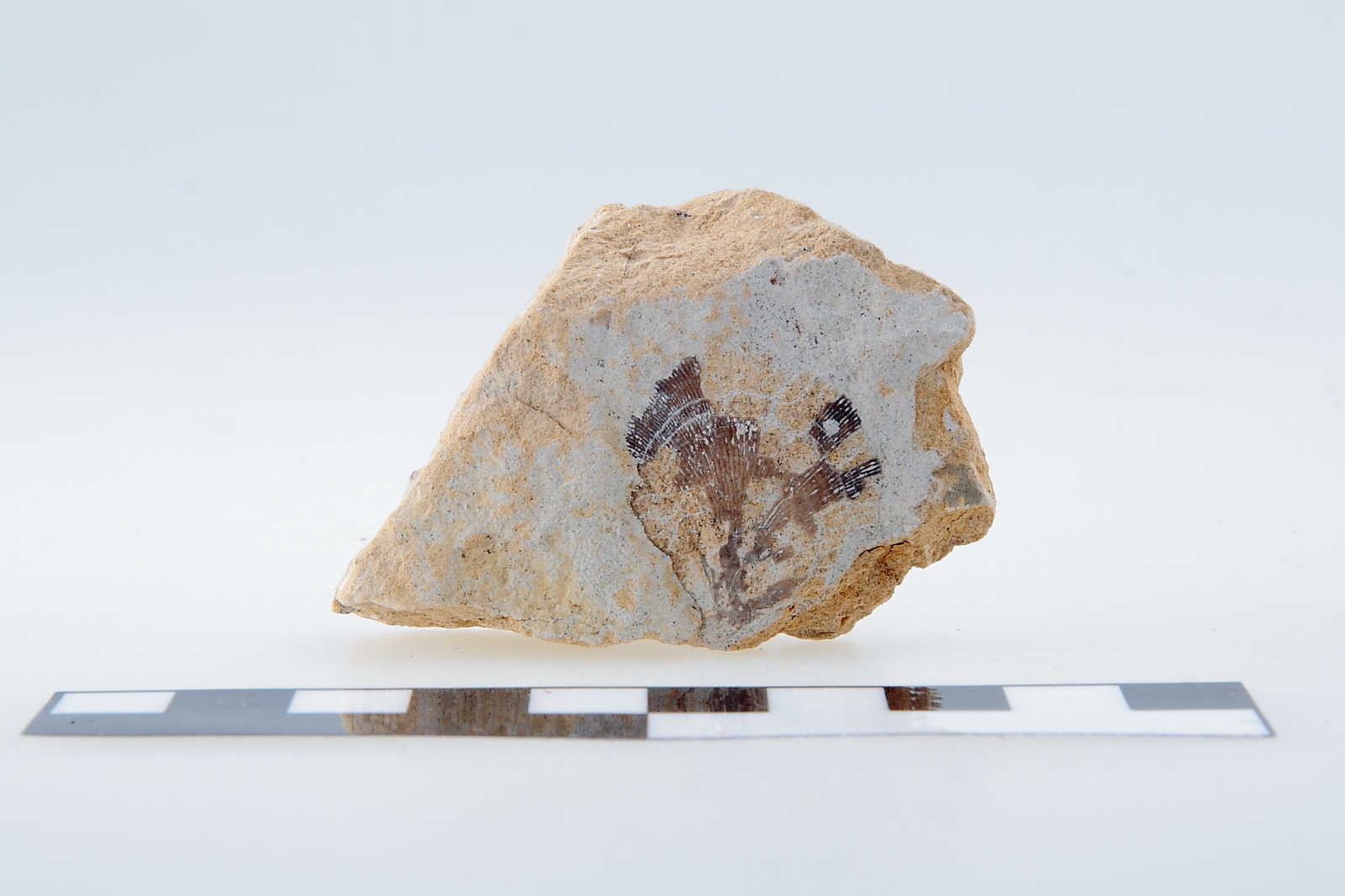 Náhledový obrázek Pecten curvatus GEIN - 1