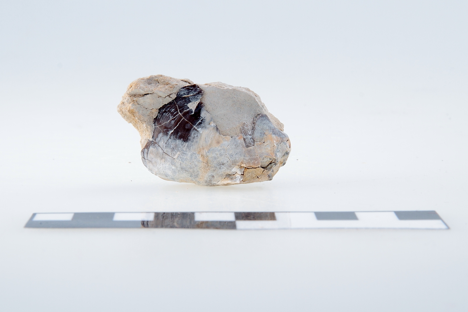 Náhledový obrázek Rhynchostreon suborbiculatum - 1