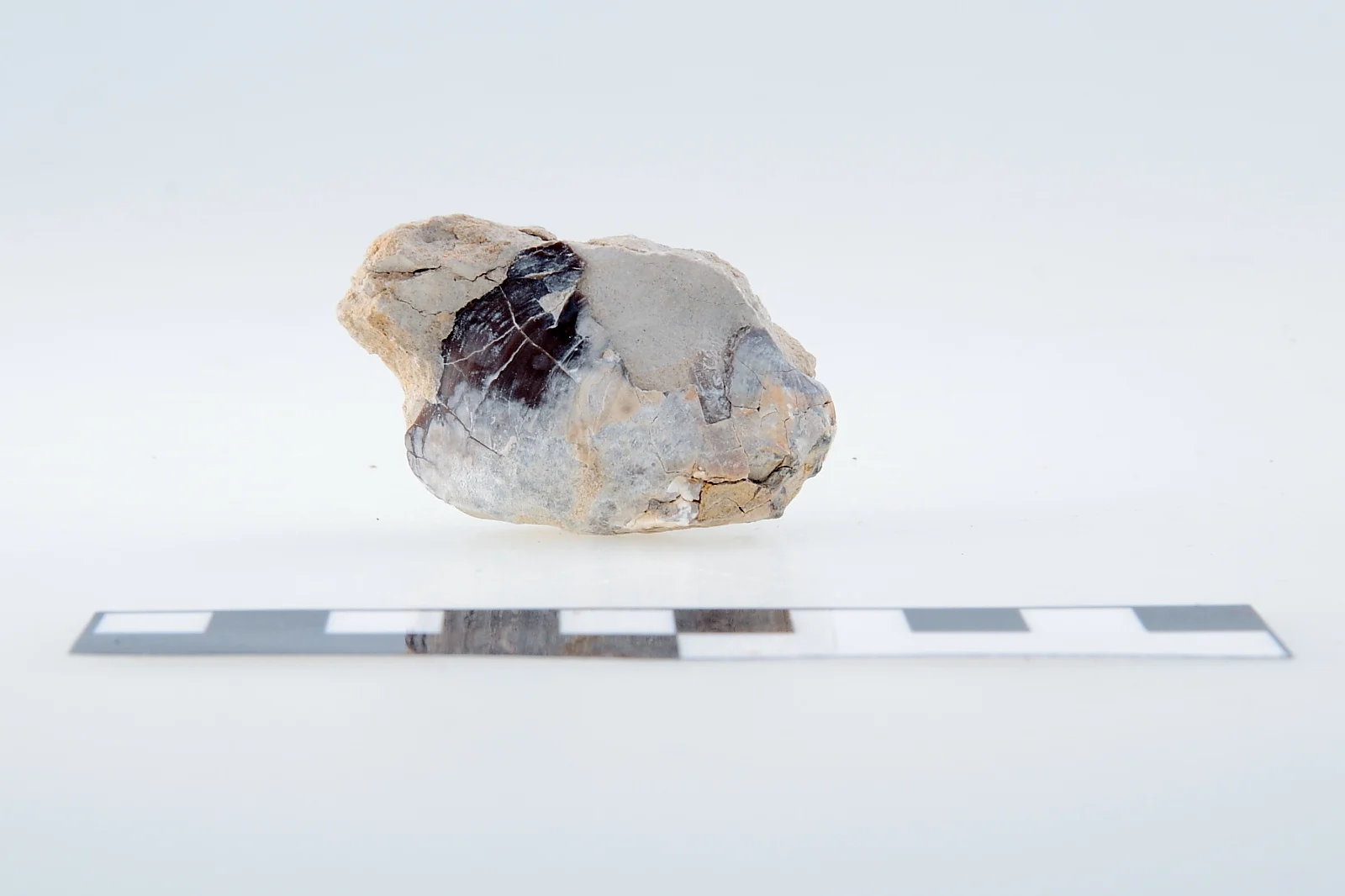 Náhledový obrázek předmětu Rhynchostreon suborbiculatum
