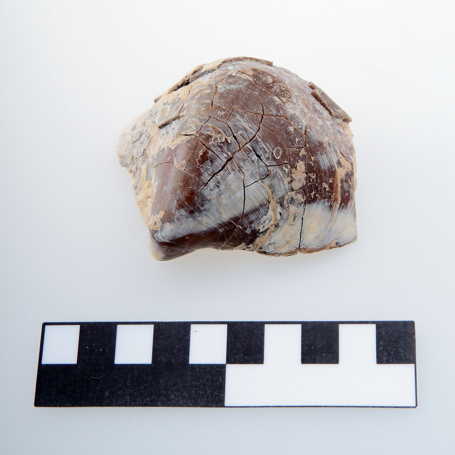 Náhledový obrázek Rhynochostreon suborbiculatum - 1