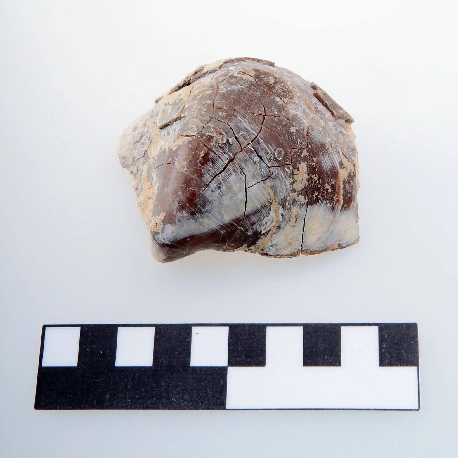 Náhledový obrázek předmětu Rhynochostreon suborbiculatum