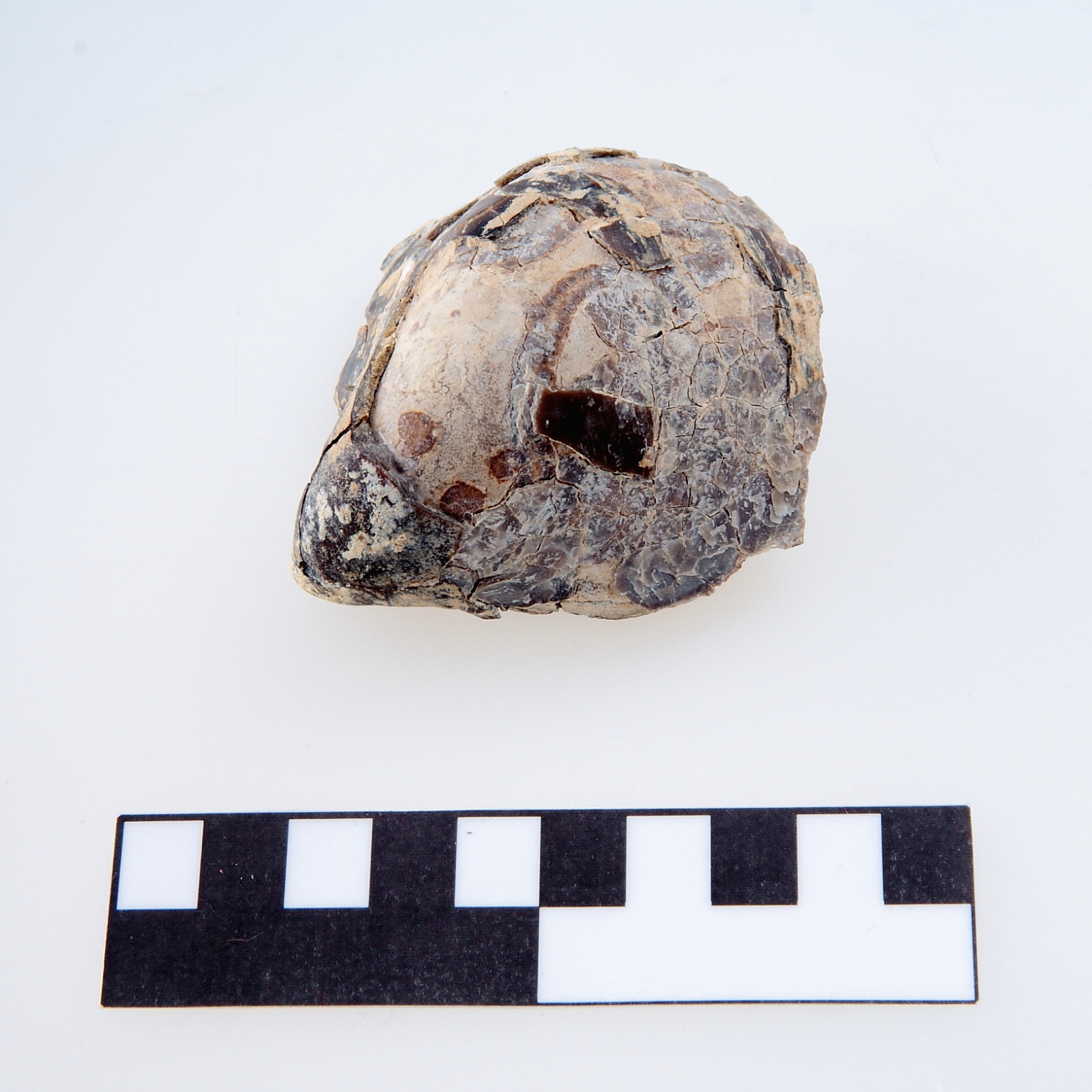 Náhledový obrázek Rhynochostreon suborbiculatum - 1