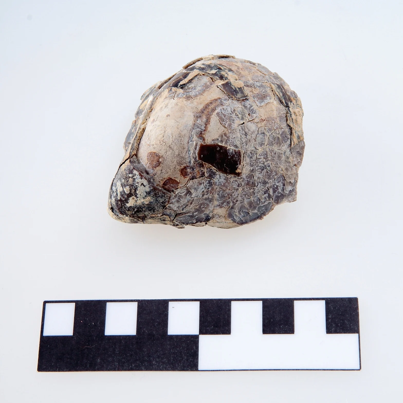 Náhledový obrázek předmětu Rhynochostreon suborbiculatum