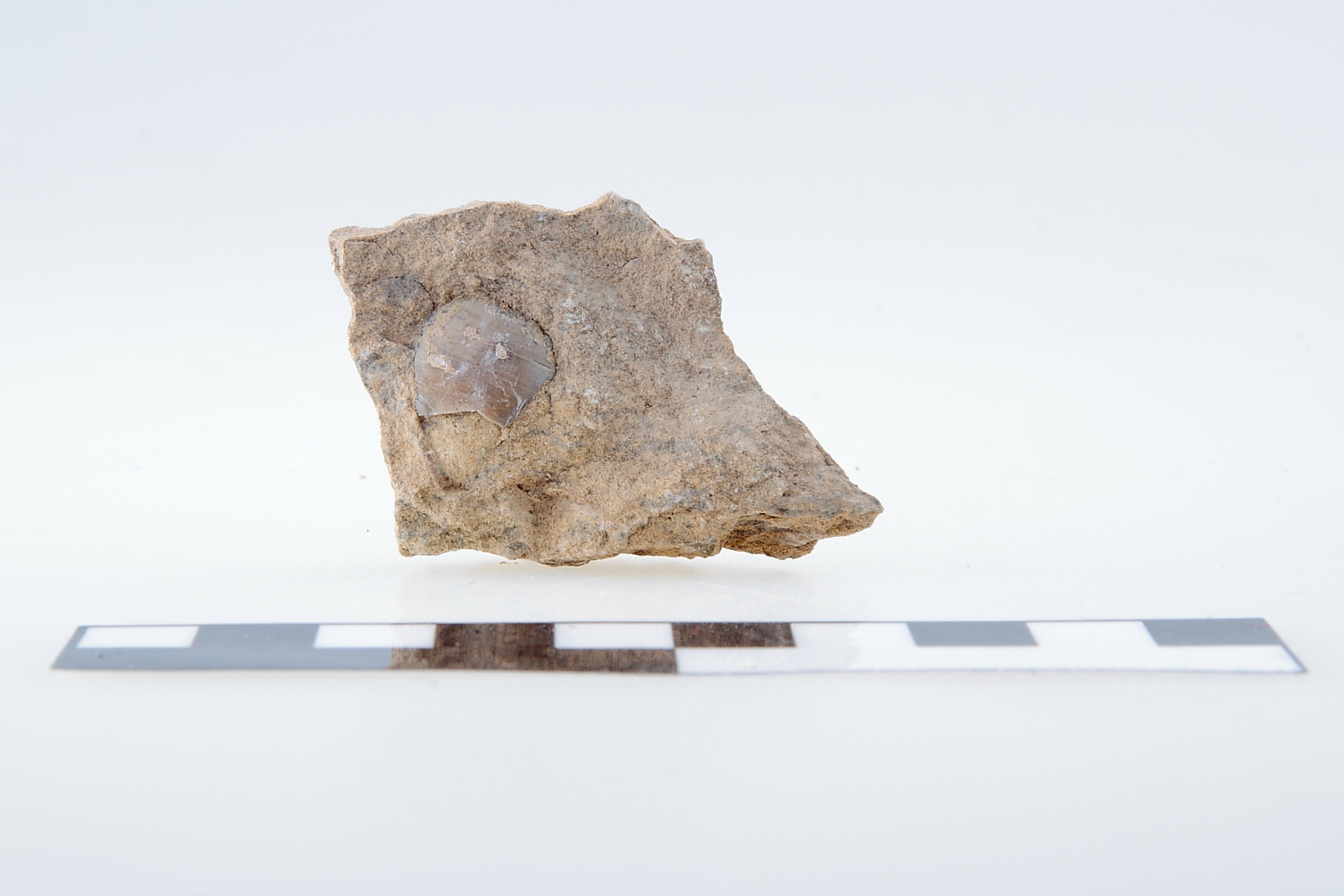 Náhledový obrázek Ostrea sp. - 1