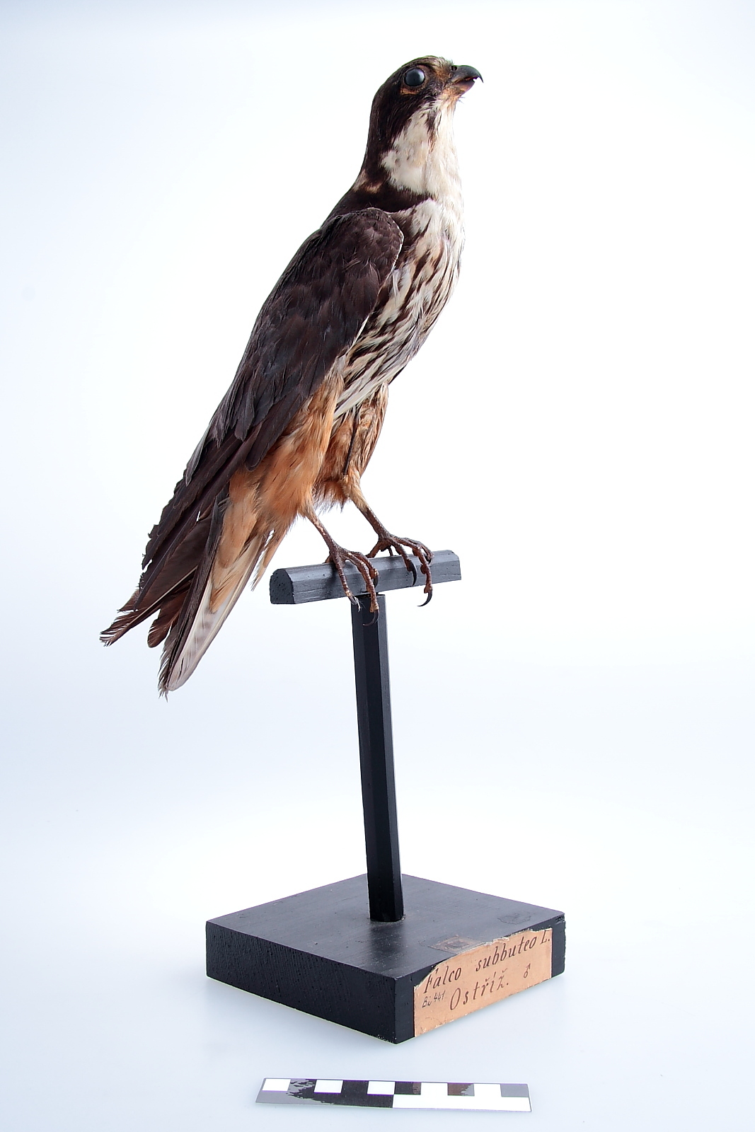 Náhledový obrázek Ostříž lesní - Falco subbuteo - 1