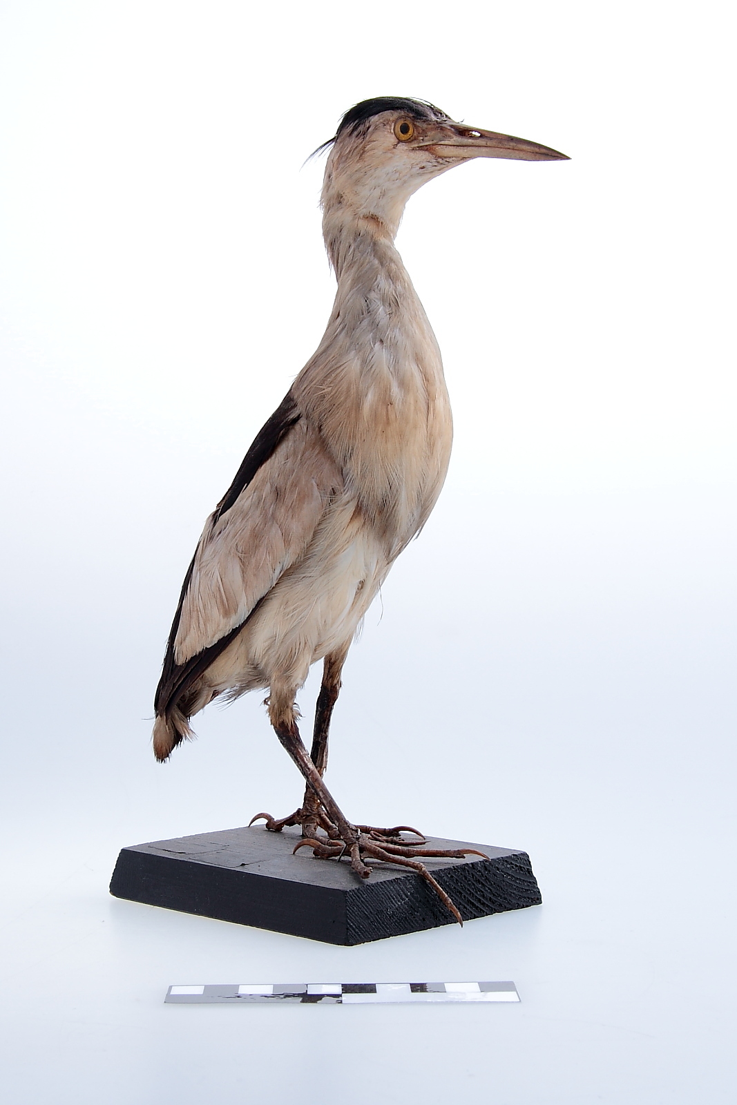 Náhledový obrázek Bukáček malý - Ixobrychus minutos - 1