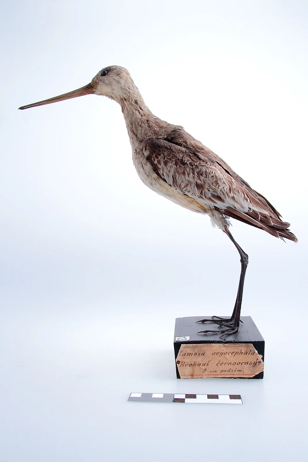 Náhledový obrázek předmětu Břehouš černoocasý - Limosa limosa