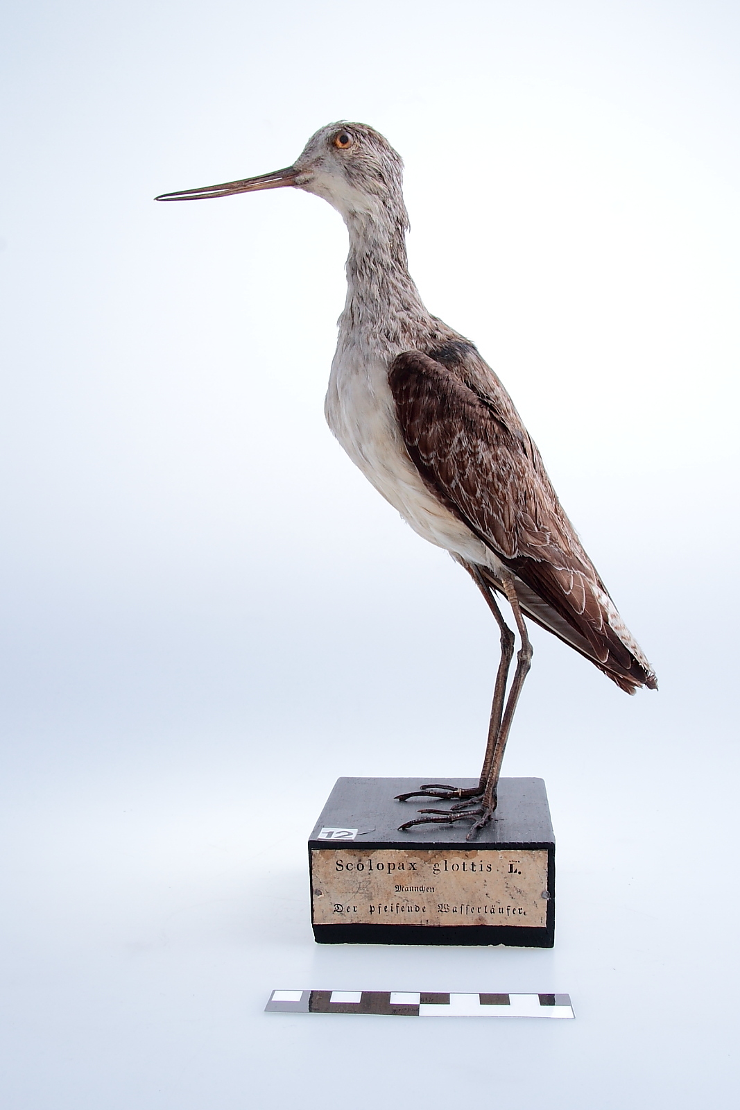 Náhledový obrázek Vodouš šedý - Tringa nebularia - 1