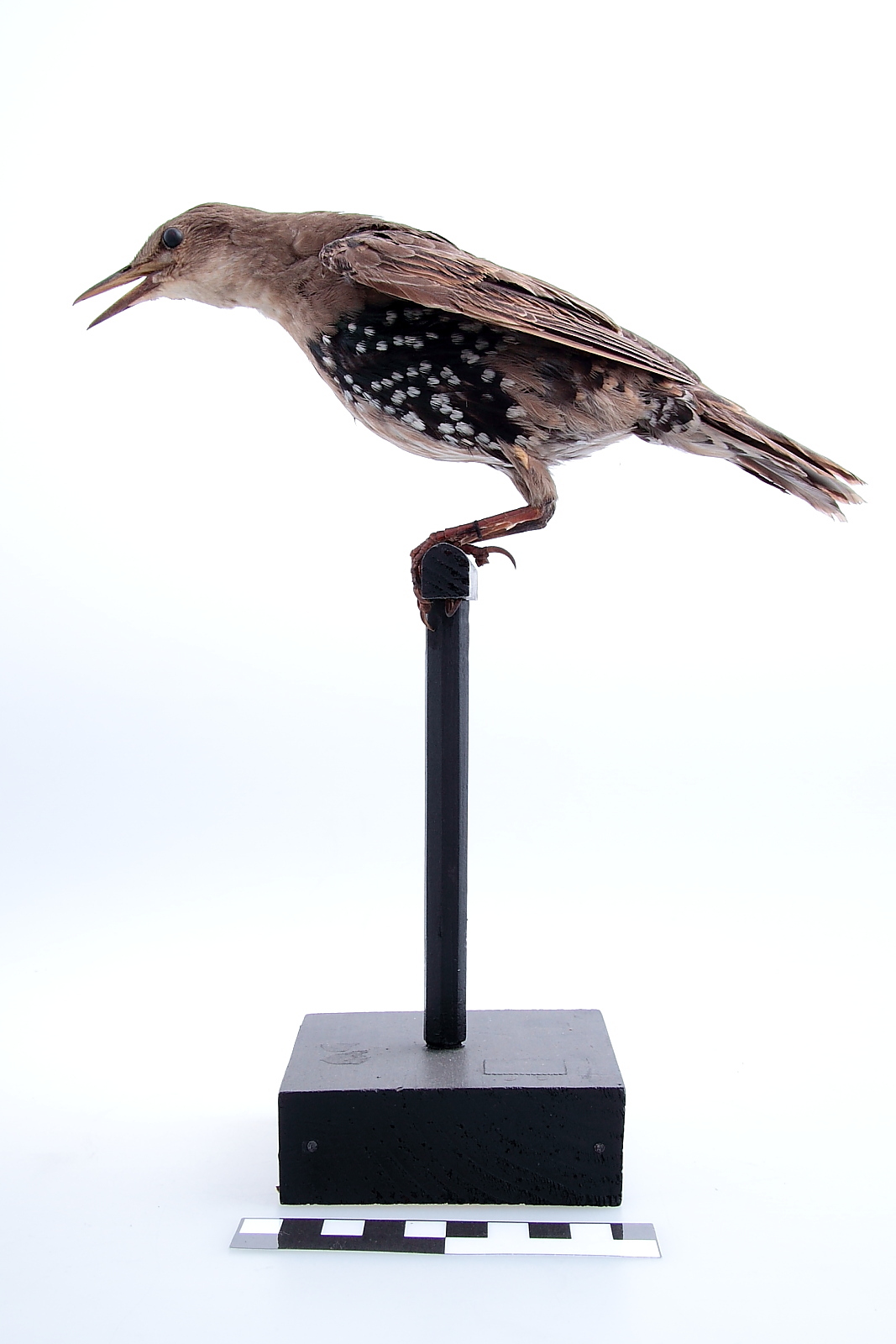 Náhledový obrázek Špaček obecný - Sturnus vulgaris - 1