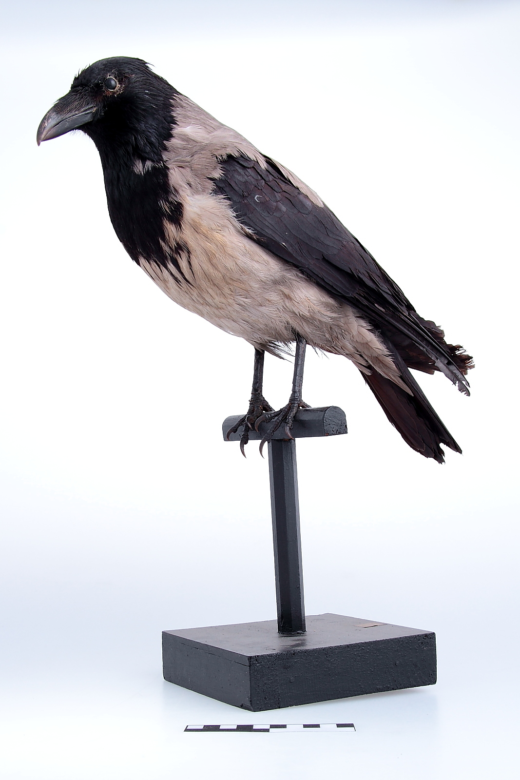 Náhledový obrázek Vrána obecná šedá - Corvus corone cornix - 1