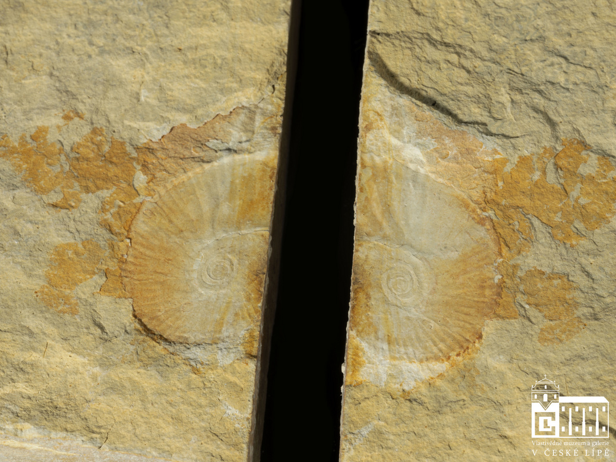 Náhledový obrázek Scaphites cf. geinitzi - 1