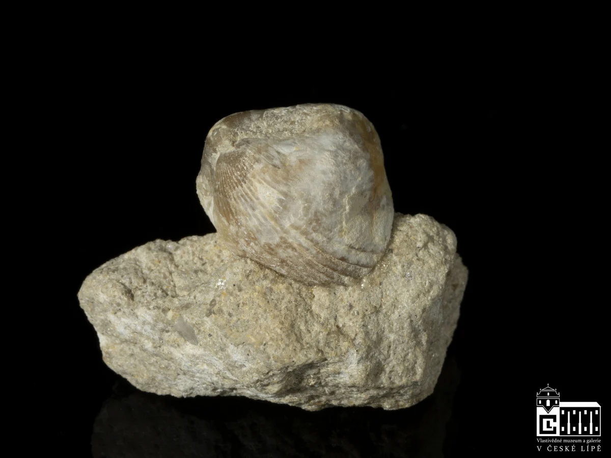 Náhledový obrázek předmětu Cretirhynchia sp.