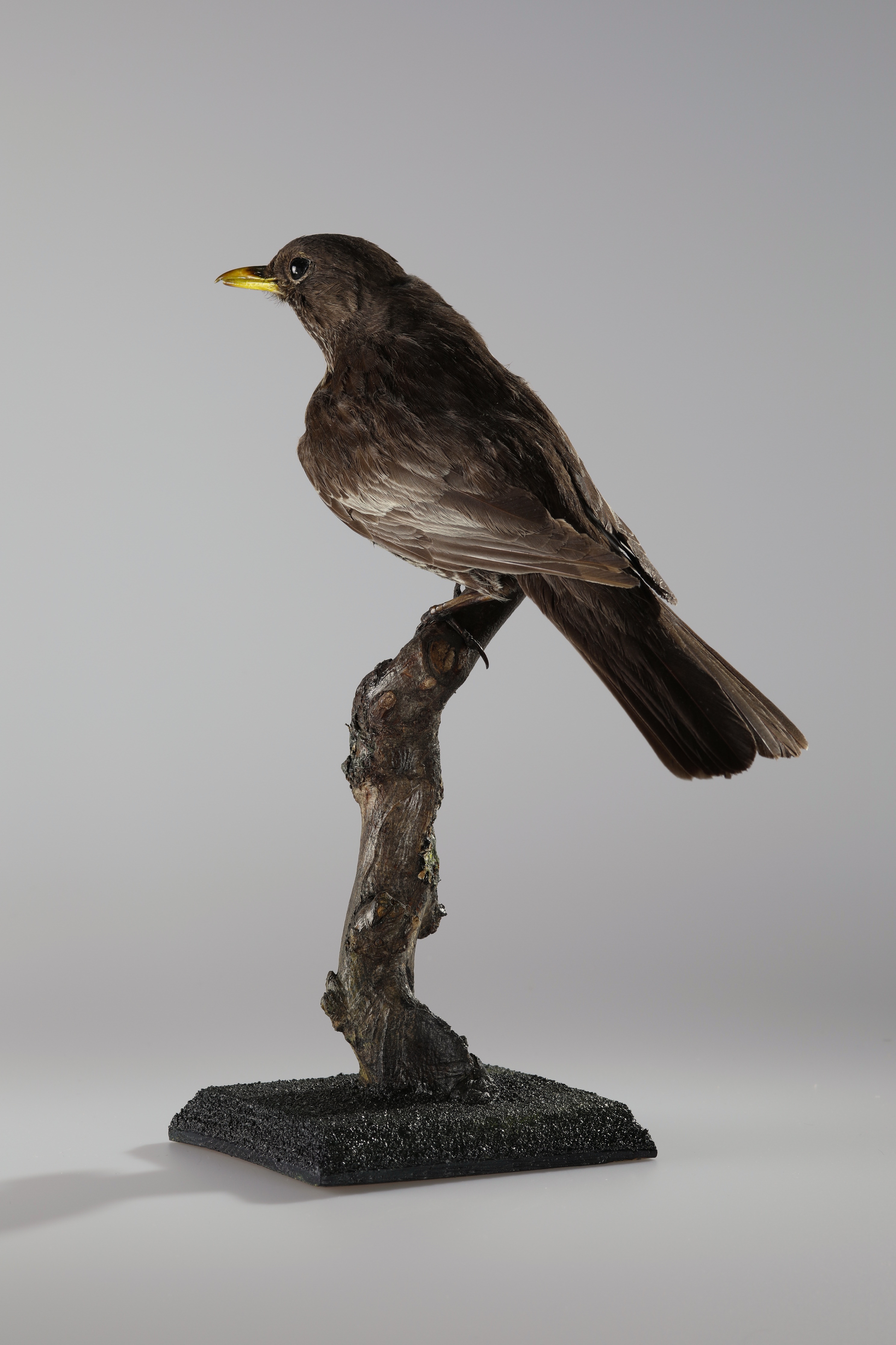 Náhledový obrázek Turdus torquatus (dermoplastický preparát) - 3