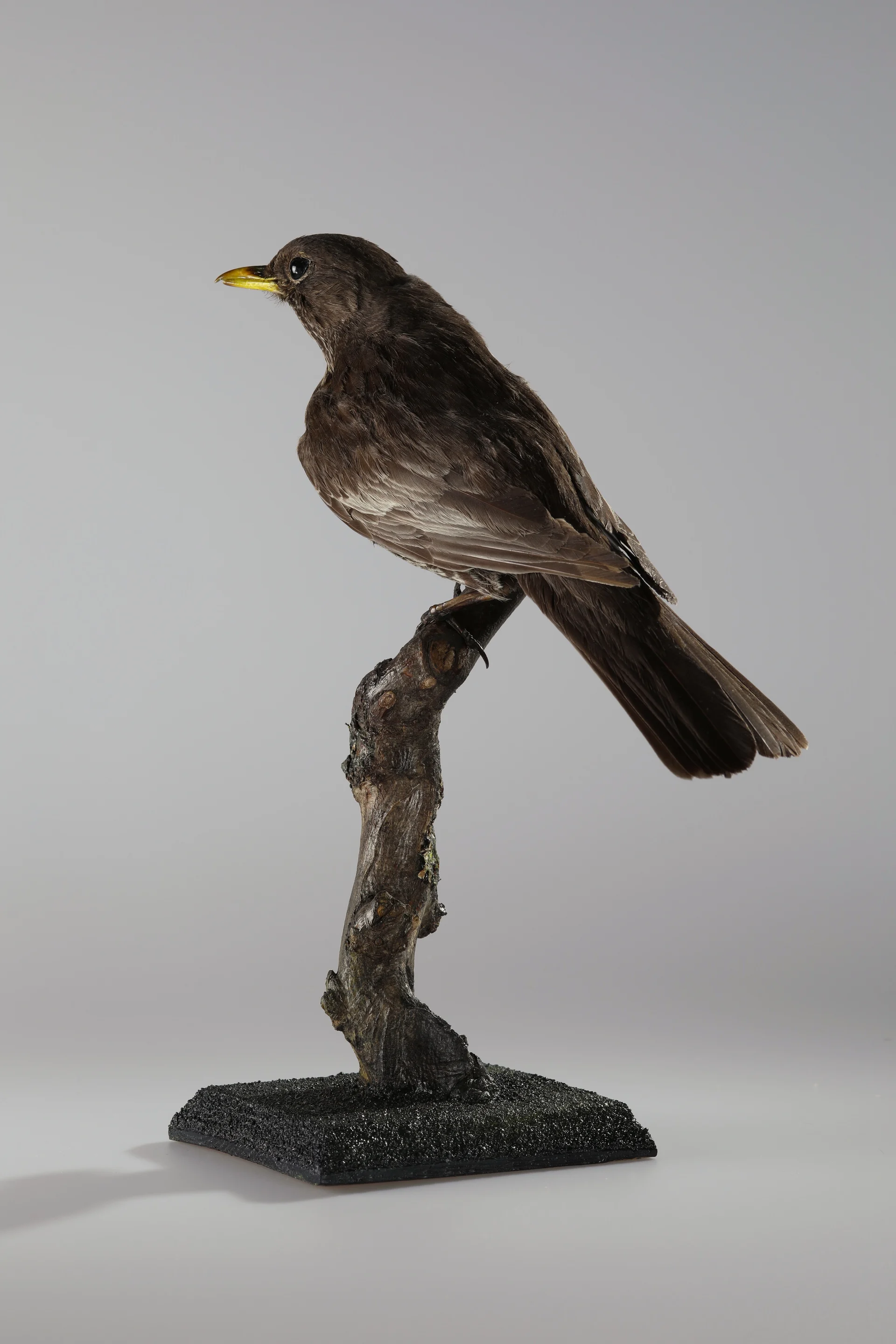 Náhledový obrázek předmětu Turdus torquatus (dermoplastický preparát)