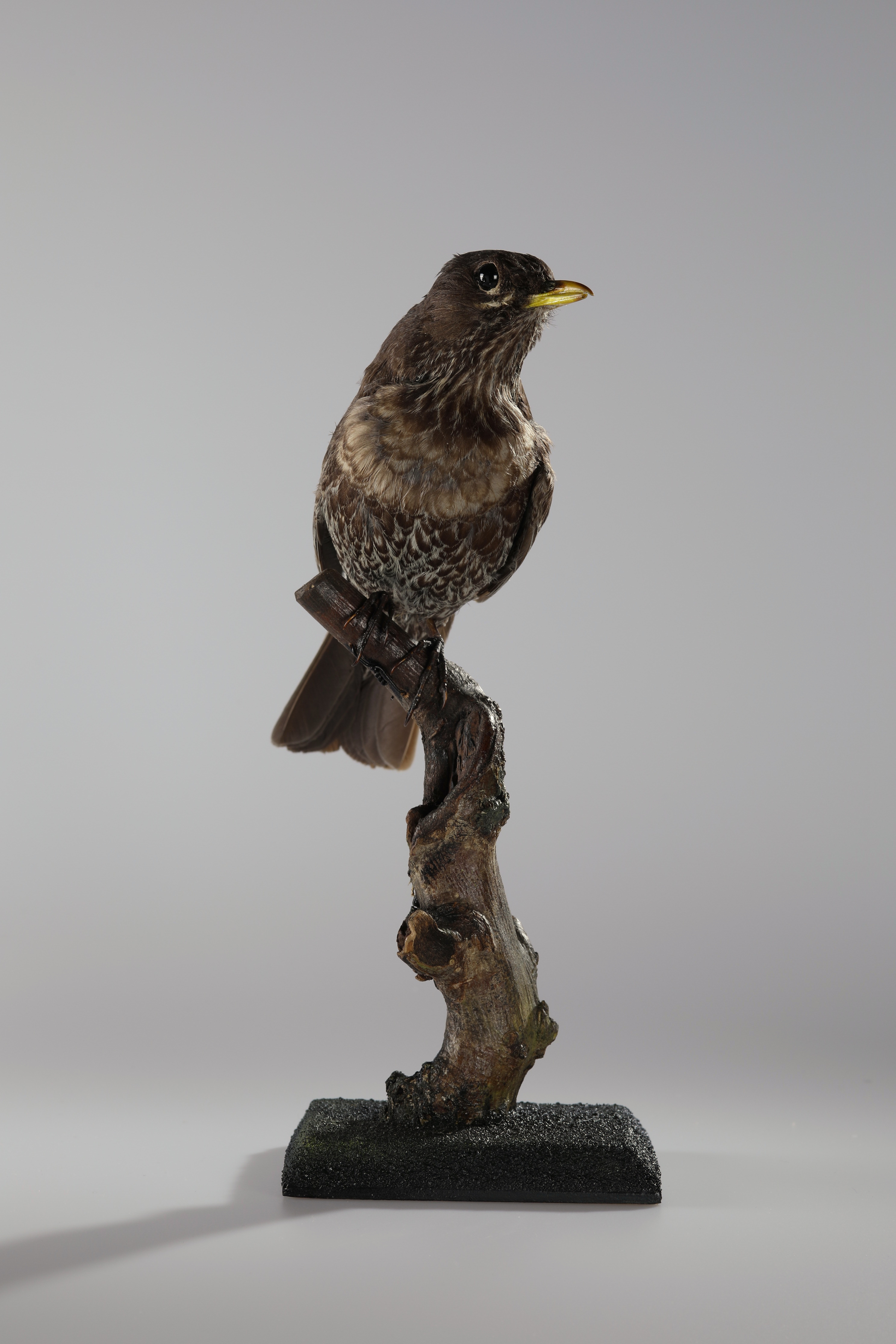 Náhledový obrázek Turdus torquatus (dermoplastický preparát) - 1