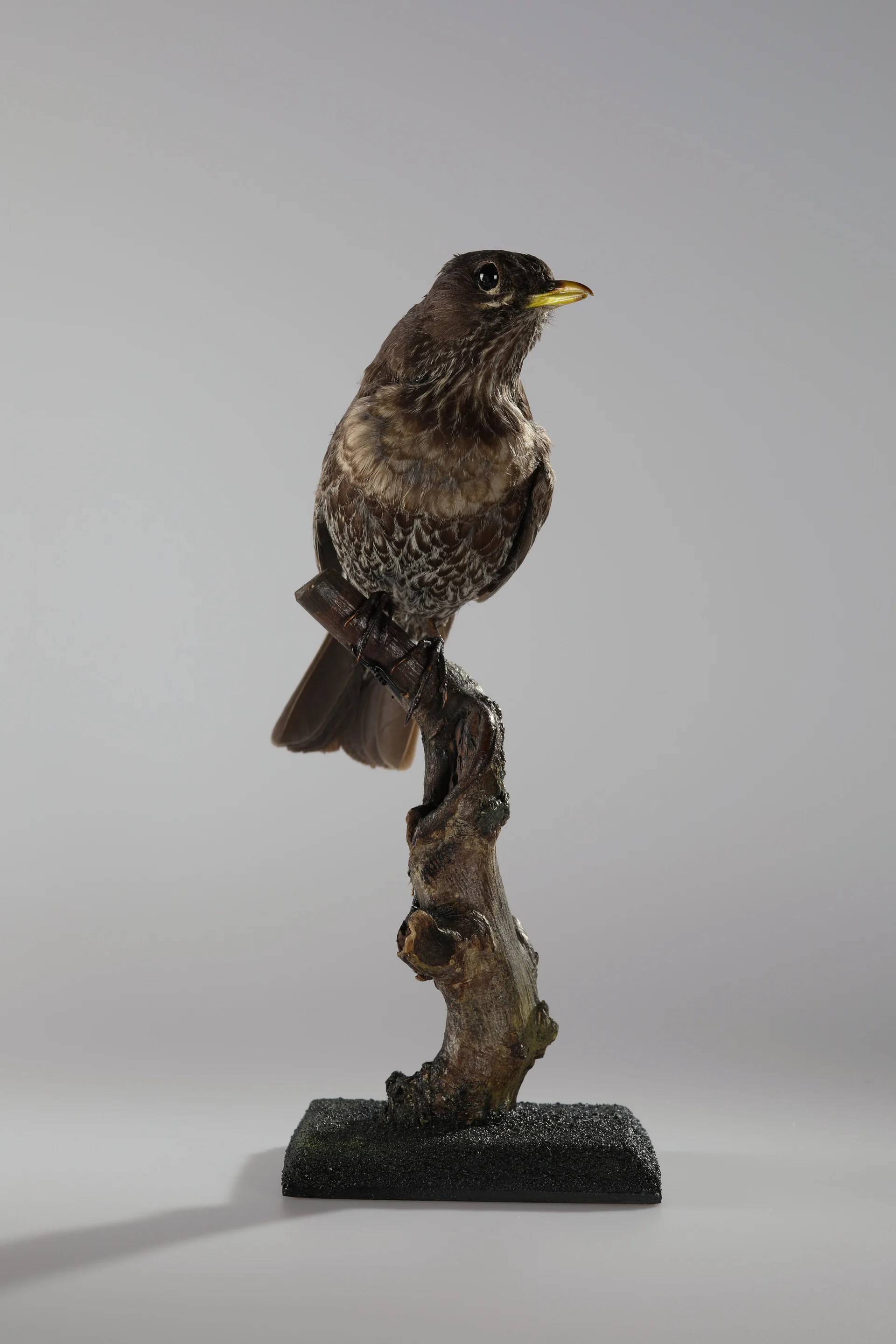 Náhledový obrázek předmětu Turdus torquatus (dermoplastický preparát)