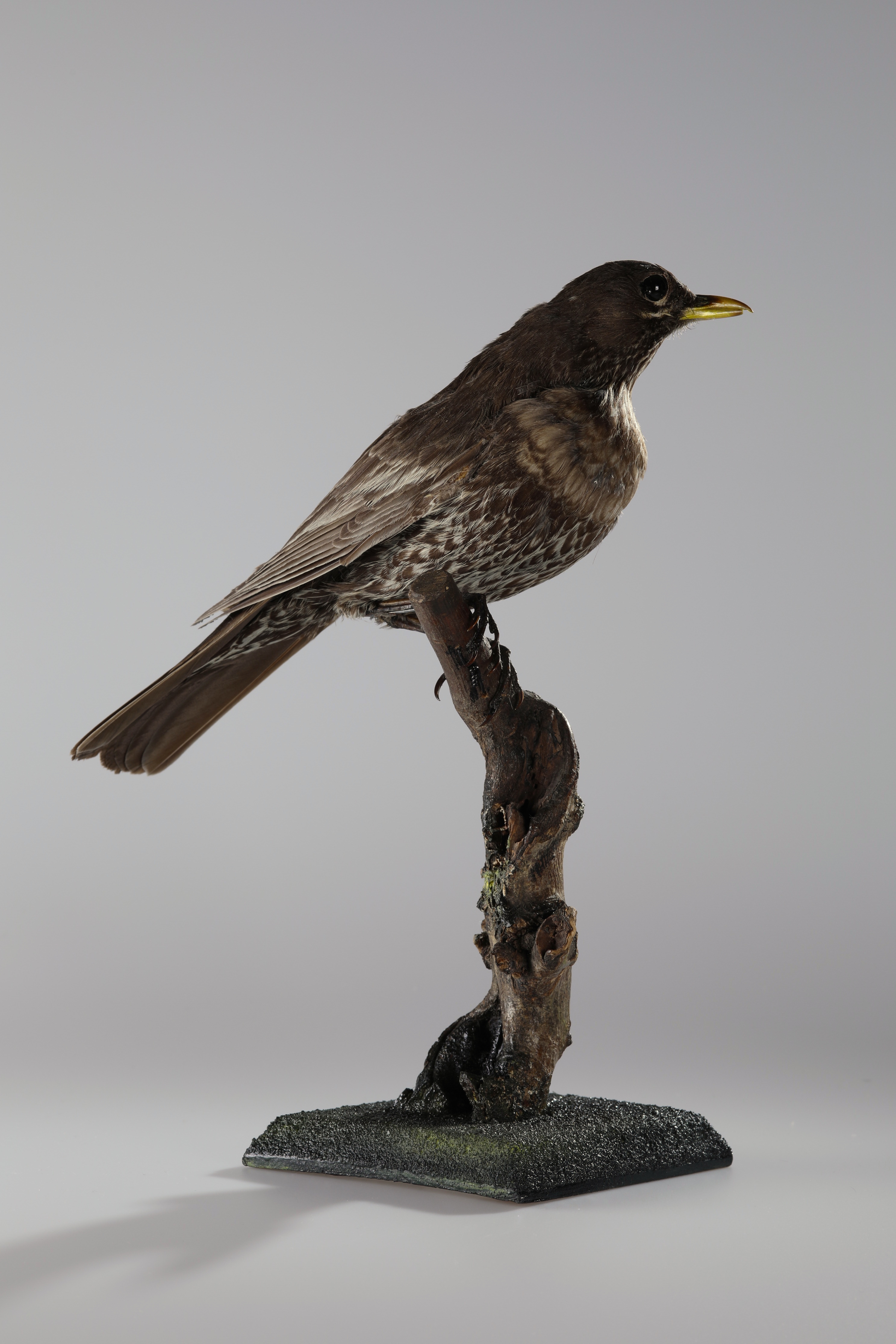 Náhledový obrázek Turdus torquatus (dermoplastický preparát) - 2