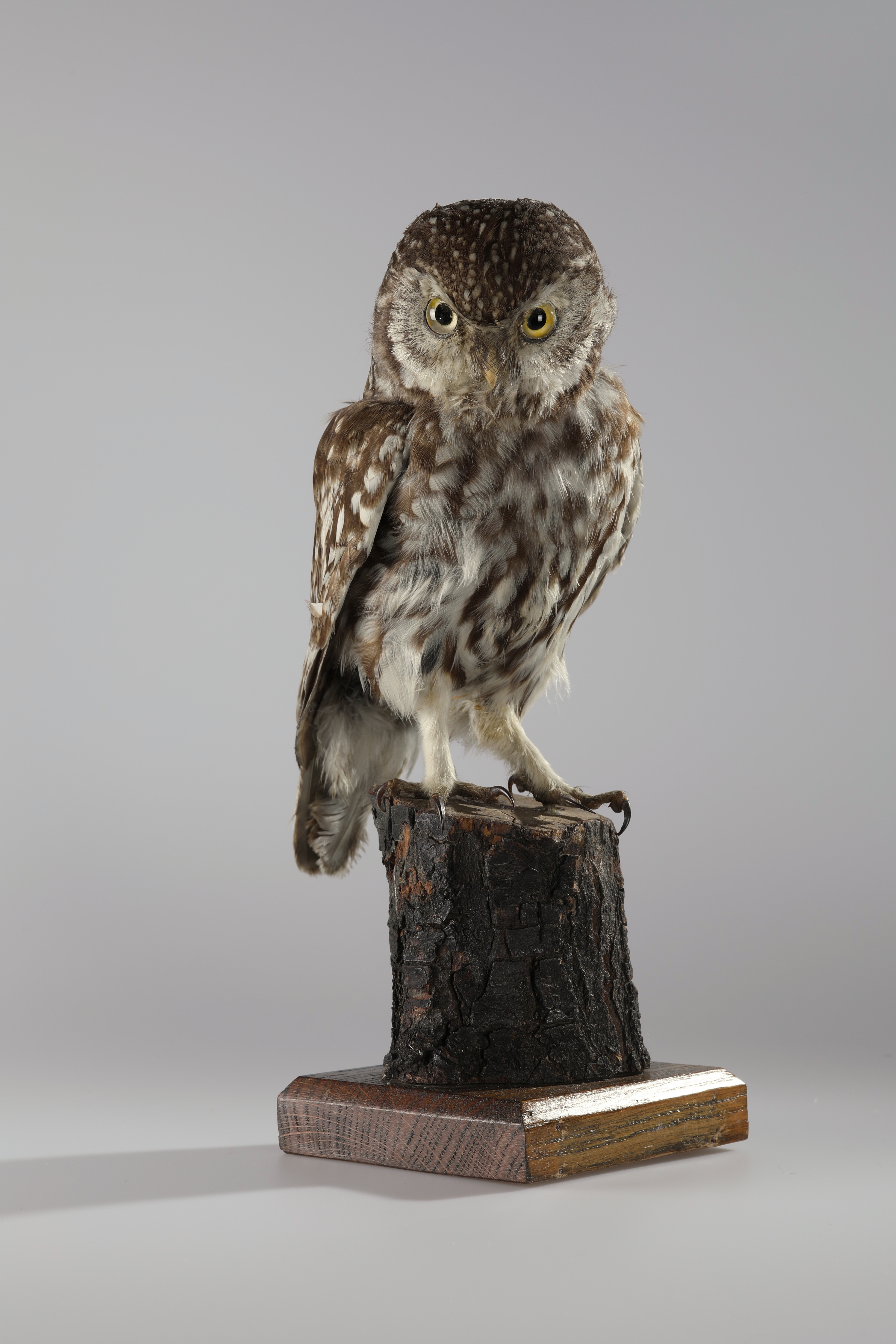 Náhledový obrázek Athene noctua (dermoplastický preparát) - 1