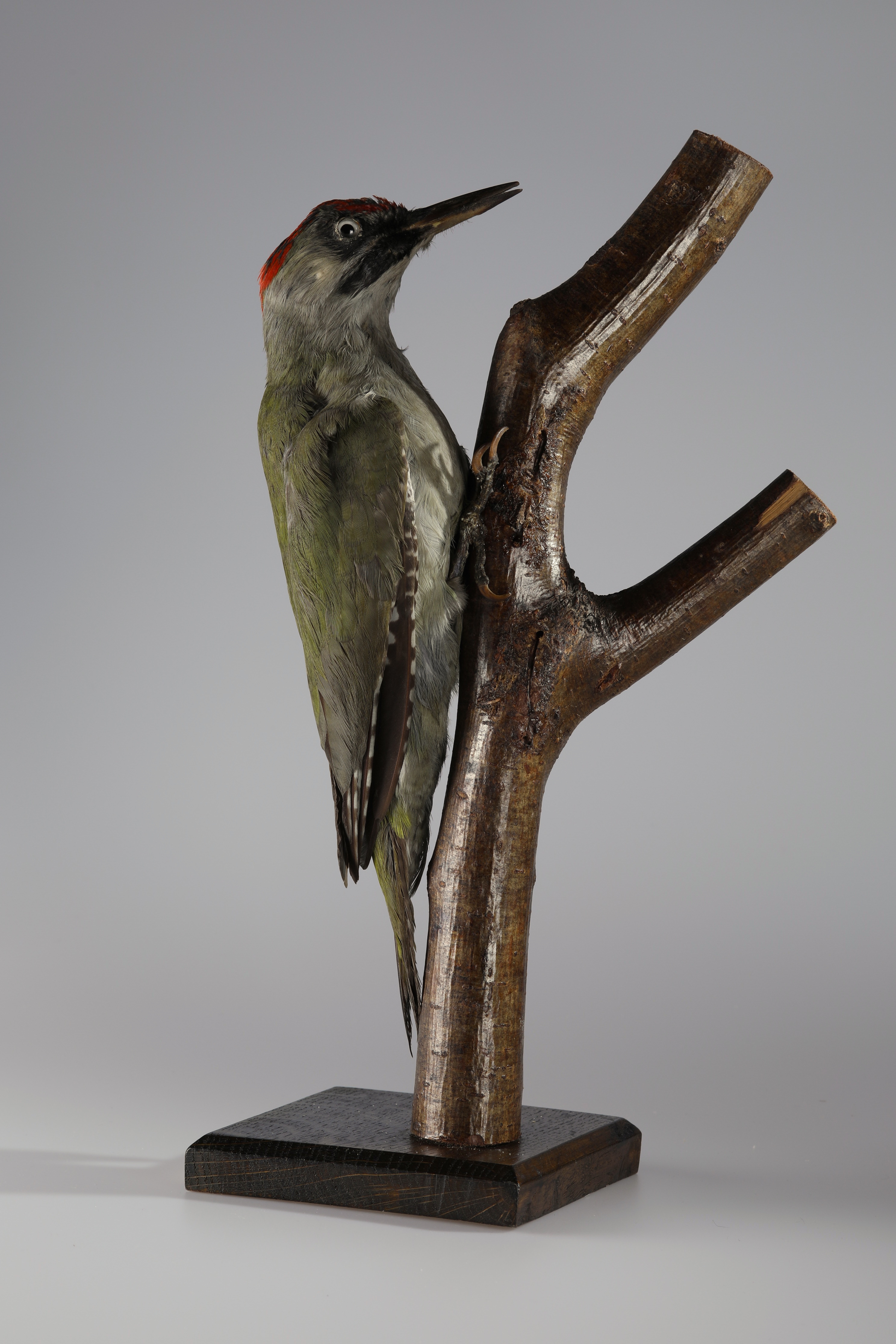 Náhledový obrázek Picus viridis (dermoplastický preparát) - 1
