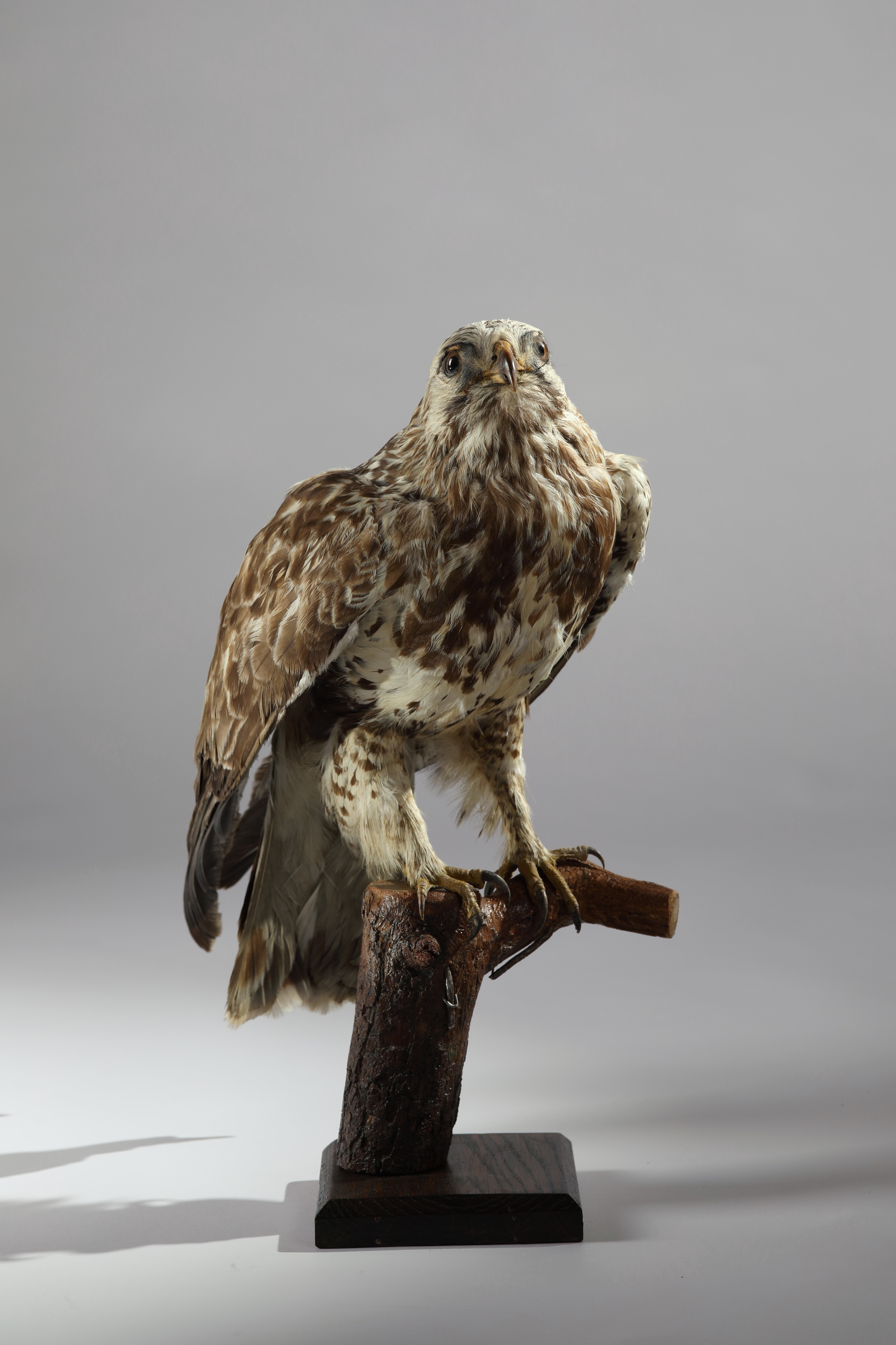 Náhledový obrázek Buteo lagopus (dermoplastický preparát) - 1
