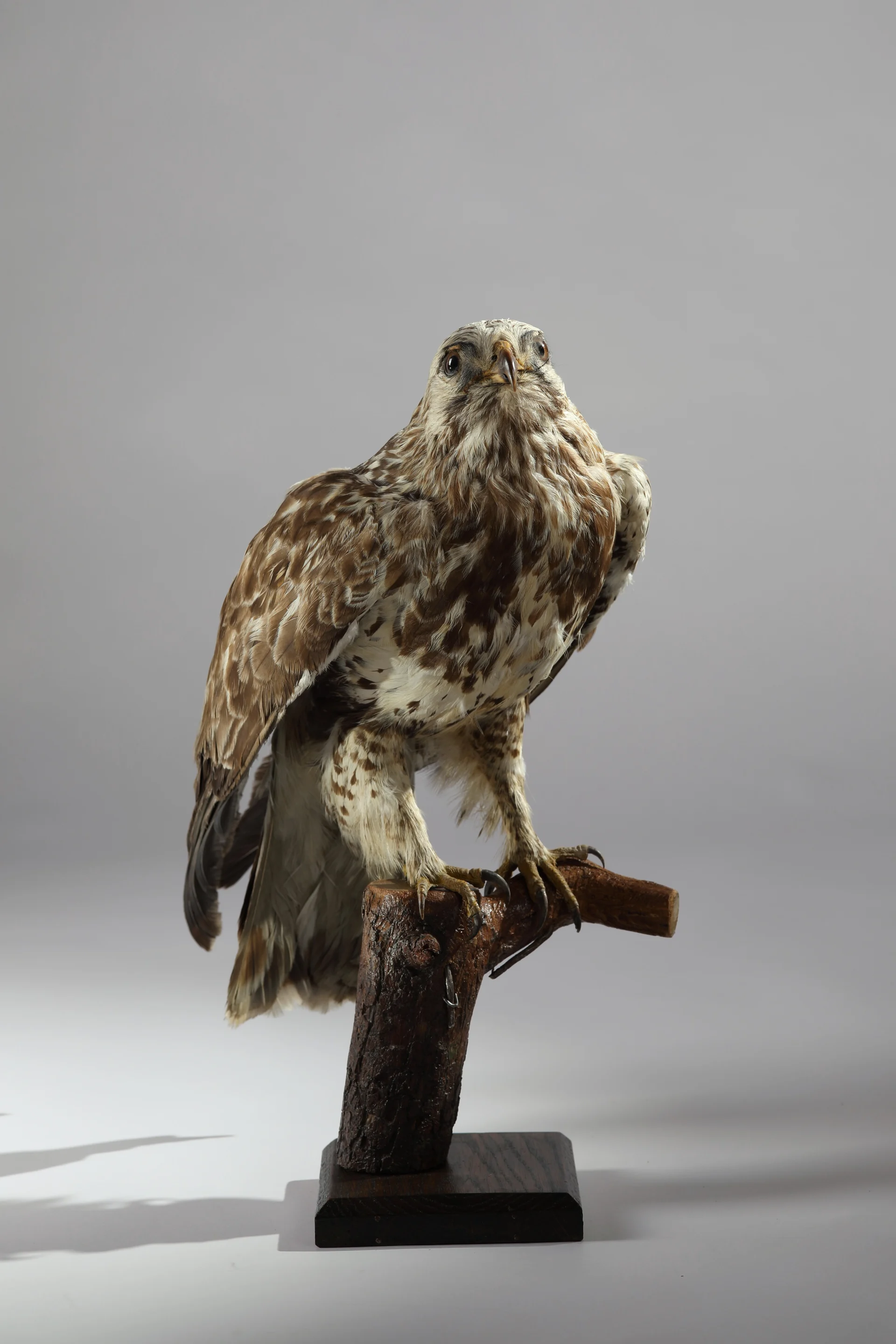 Náhledový obrázek předmětu Buteo lagopus (dermoplastický preparát)