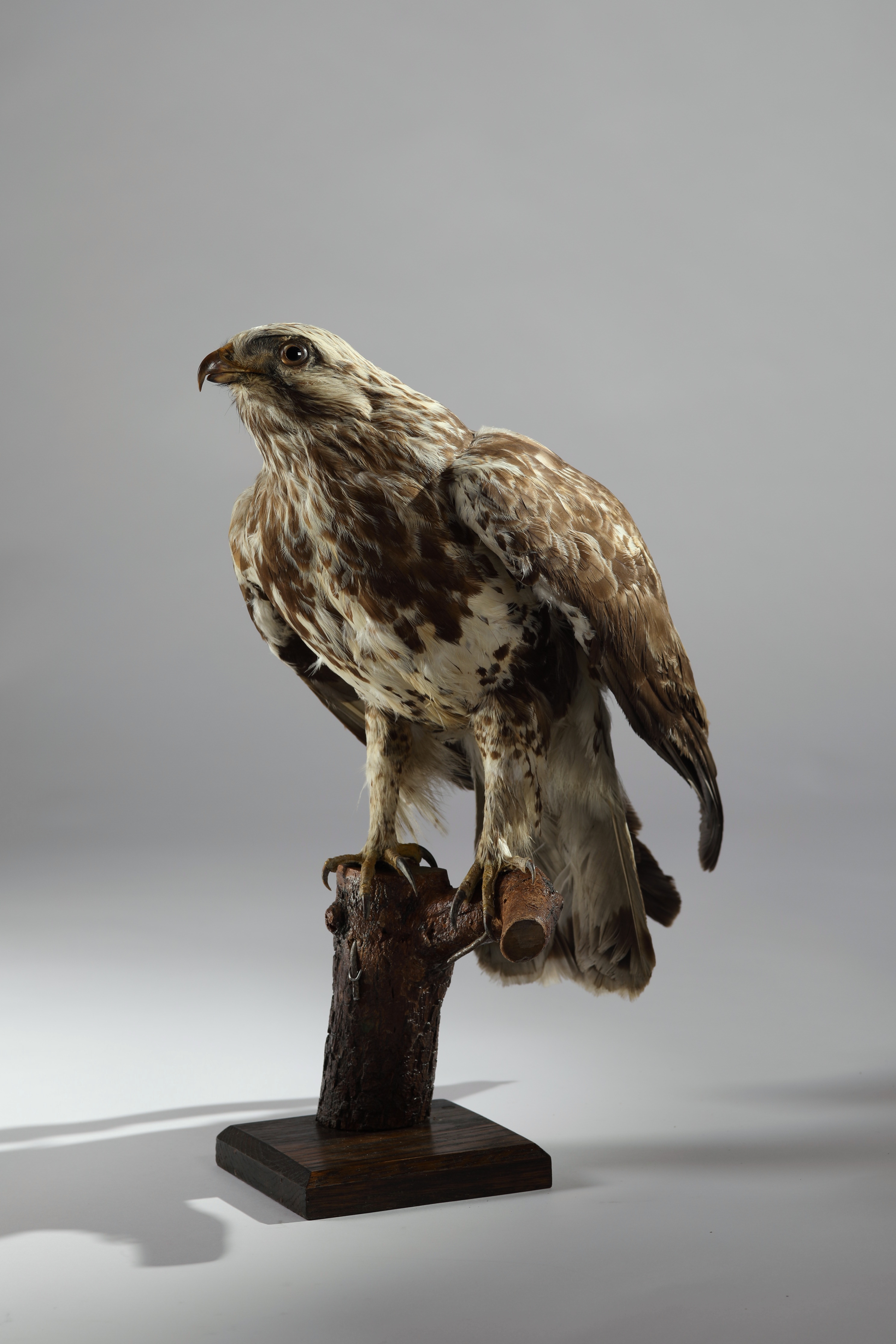 Náhledový obrázek Buteo lagopus (dermoplastický preparát) - 3
