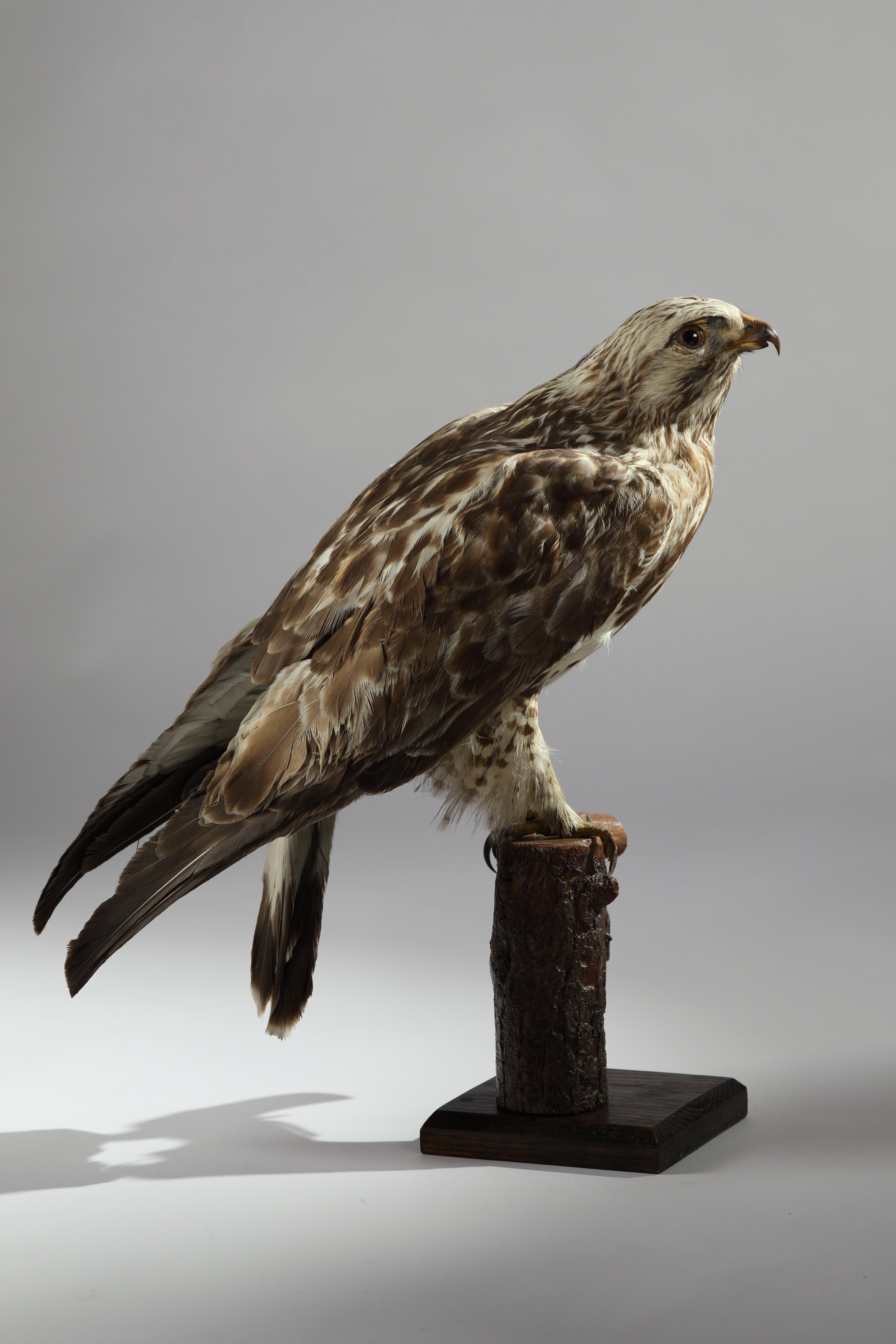 Náhledový obrázek Buteo lagopus (dermoplastický preparát) - 2