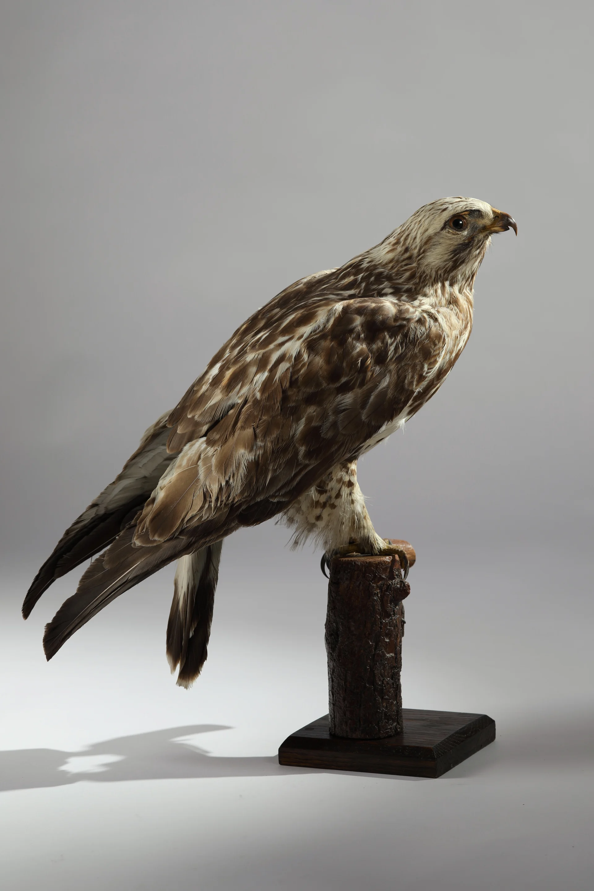 Náhledový obrázek předmětu Buteo lagopus (dermoplastický preparát)