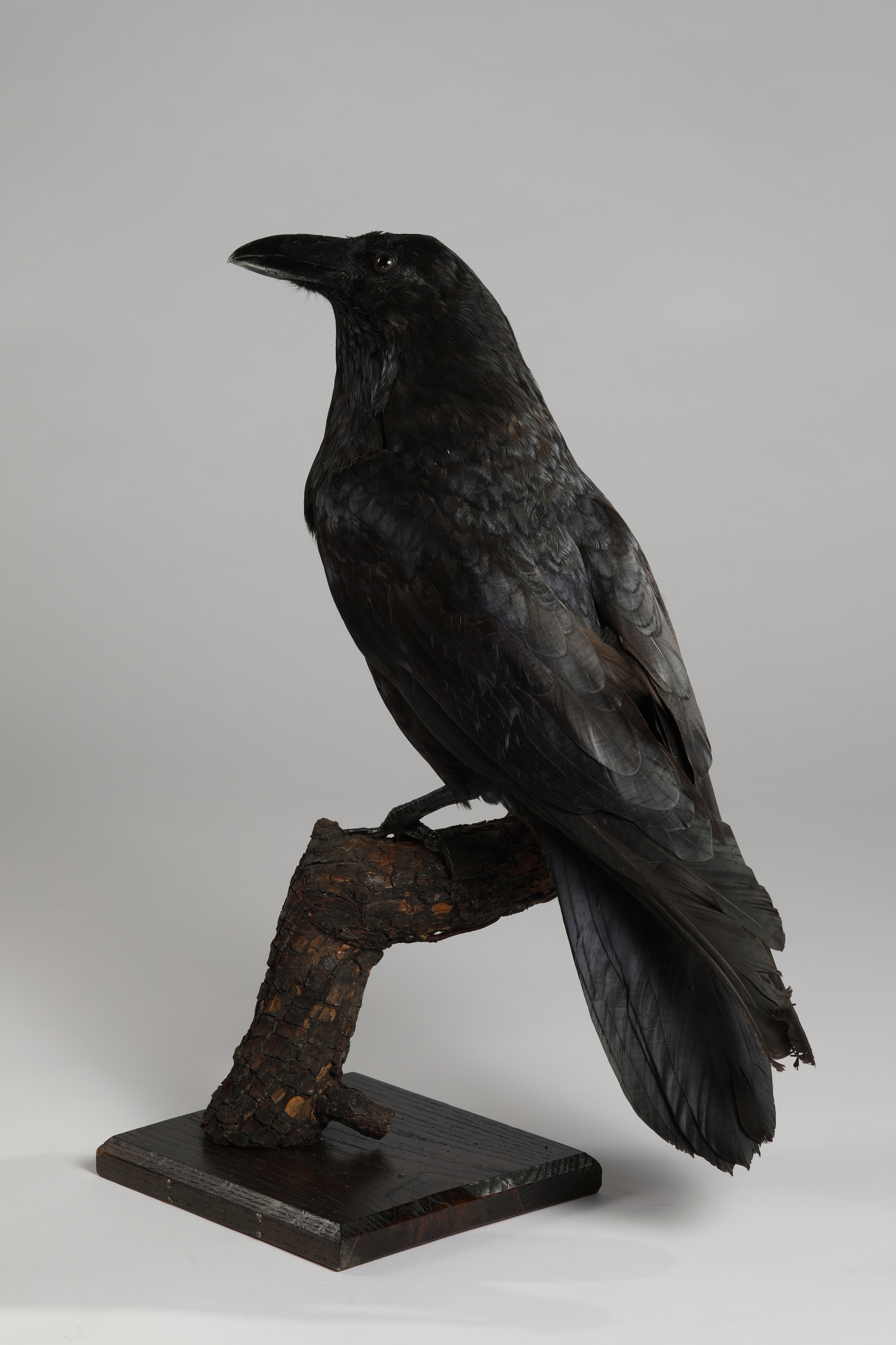 Náhledový obrázek Corvus corax (dermoplastický preparát) - 3
