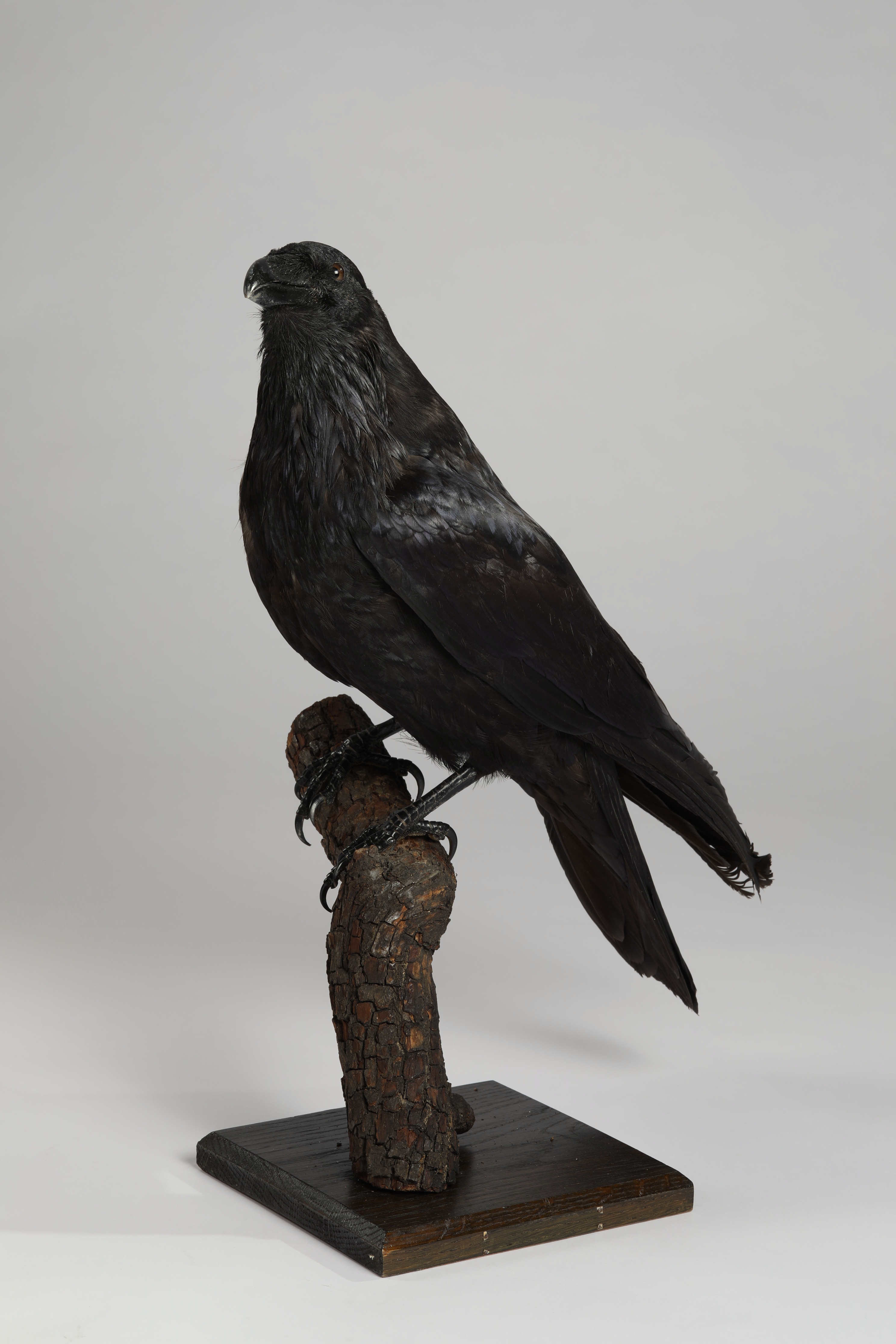 Náhledový obrázek Corvus corax (dermoplastický preparát) - 2