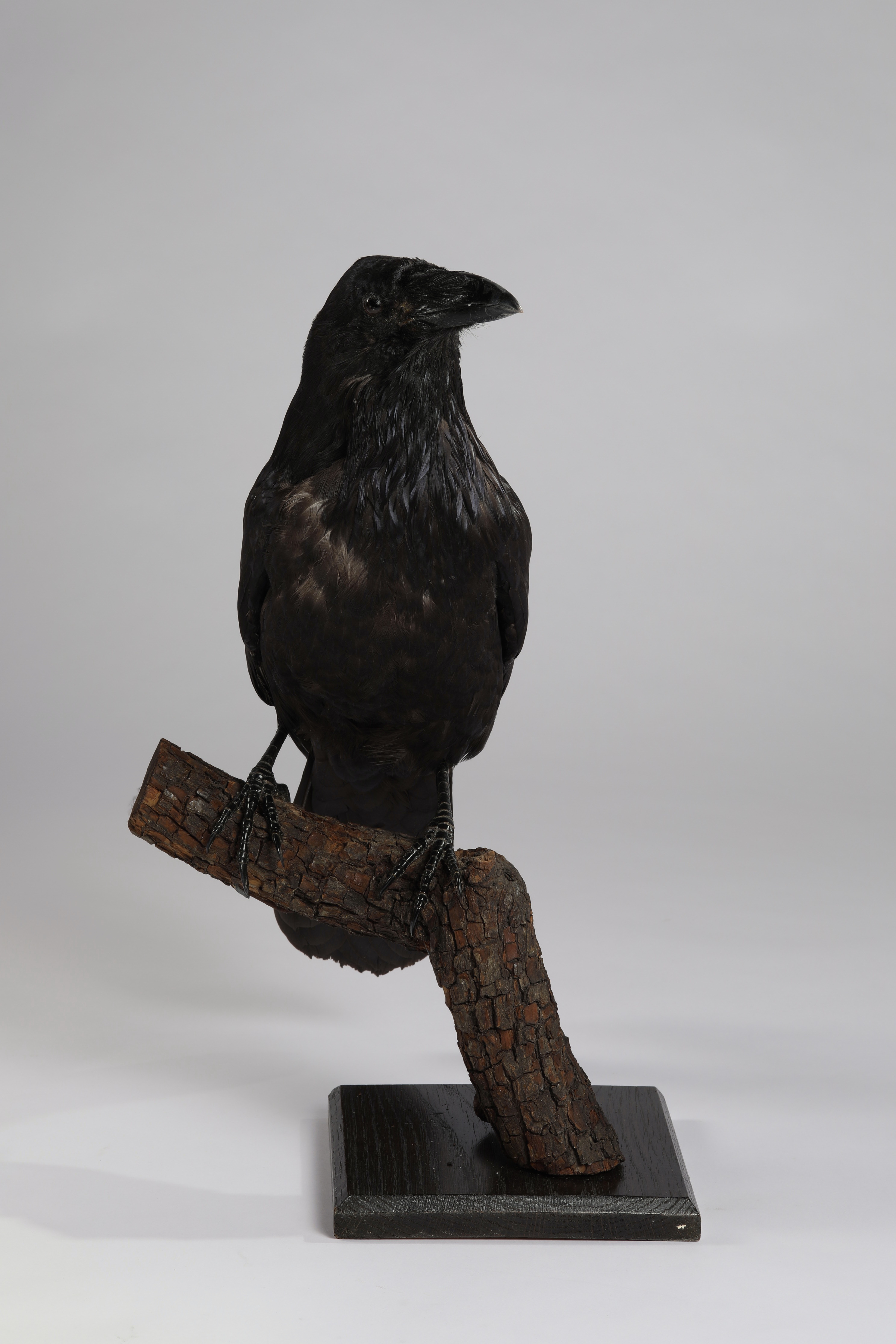 Náhledový obrázek Corvus corax (dermoplastický preparát) - 1