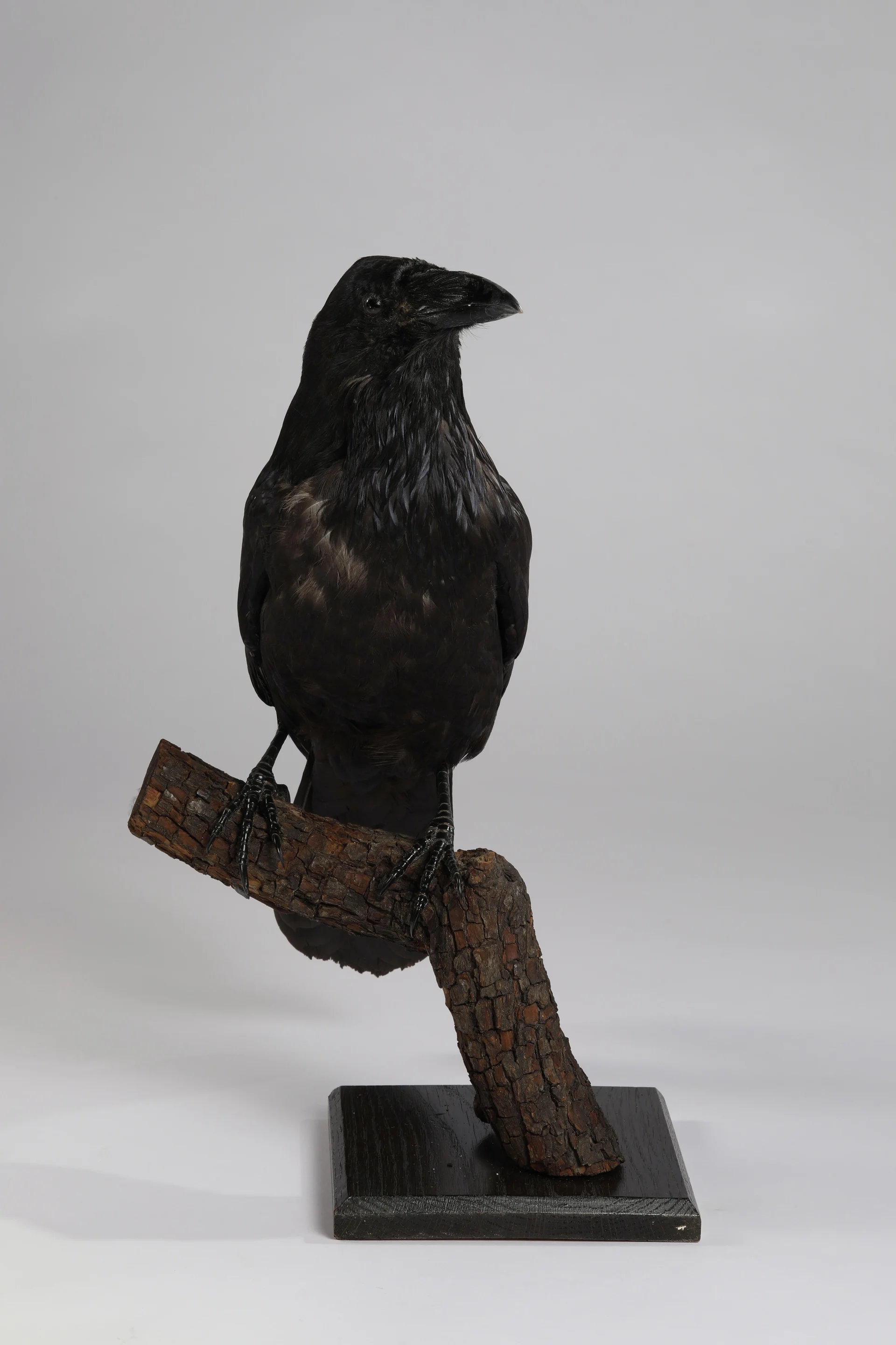 Náhledový obrázek předmětu Corvus corax (dermoplastický preparát)