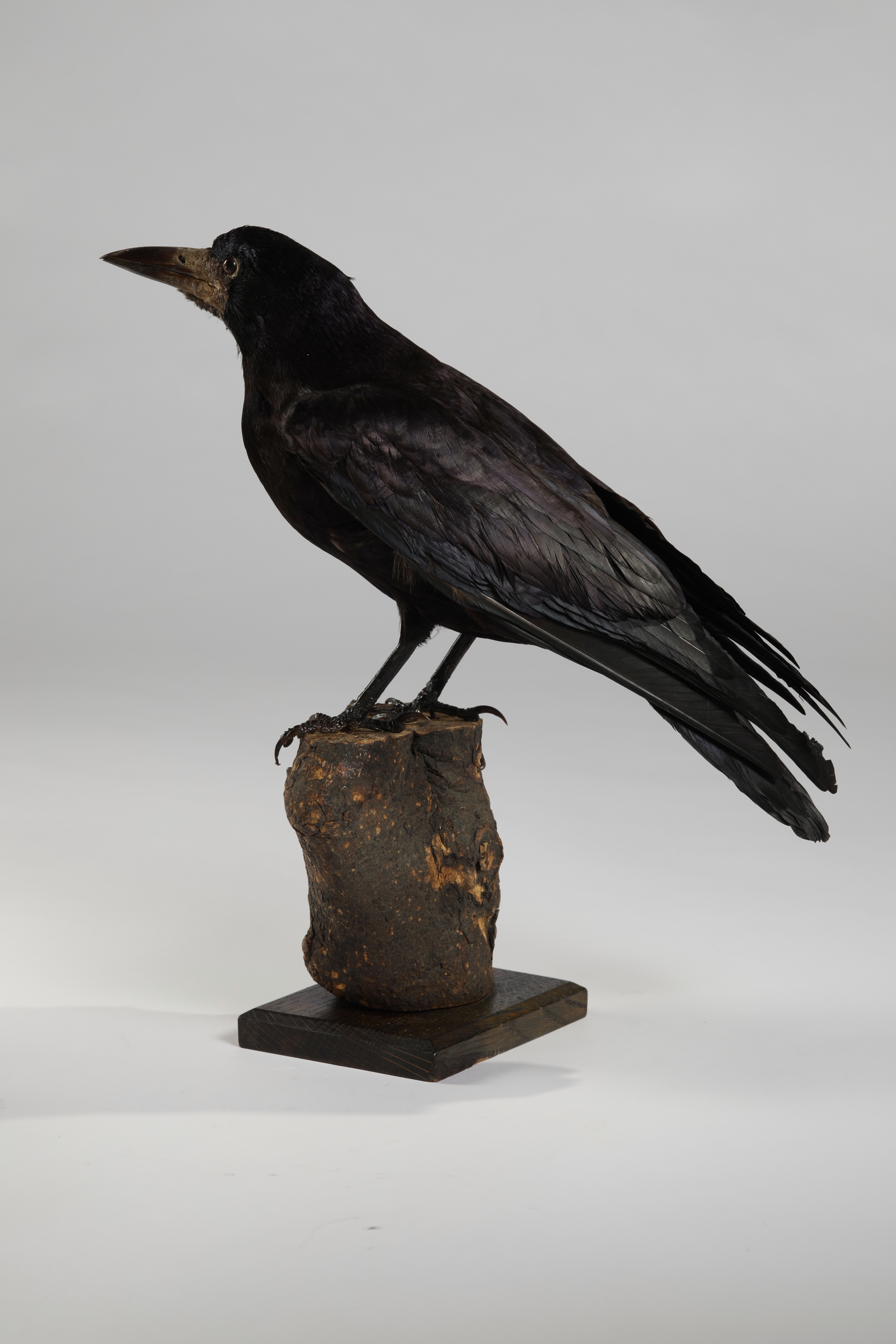 Náhledový obrázek Corvus frugilegus (dermoplastický preparát) - 3