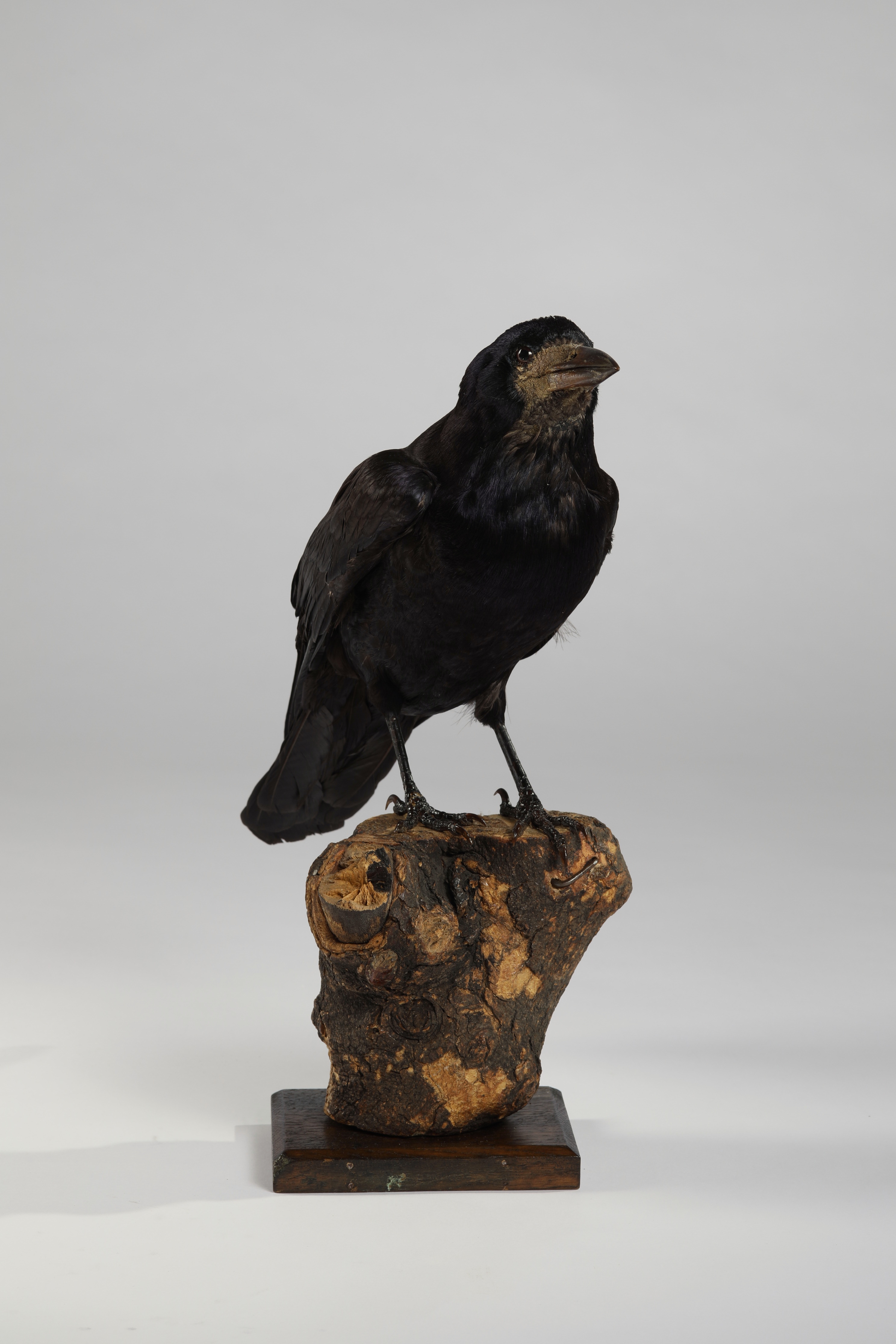 Náhledový obrázek Corvus frugilegus (dermoplastický preparát) - 2