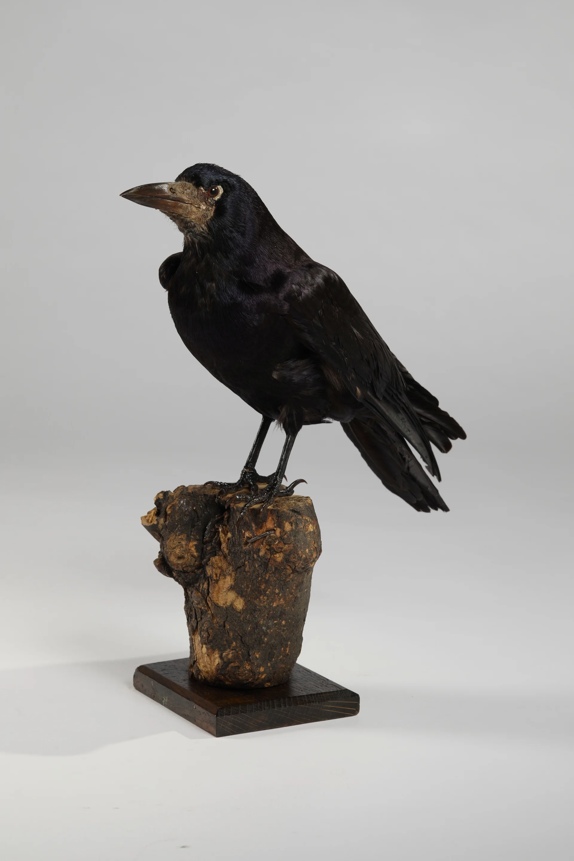 Náhledový obrázek předmětu Corvus frugilegus (dermoplastický preparát)