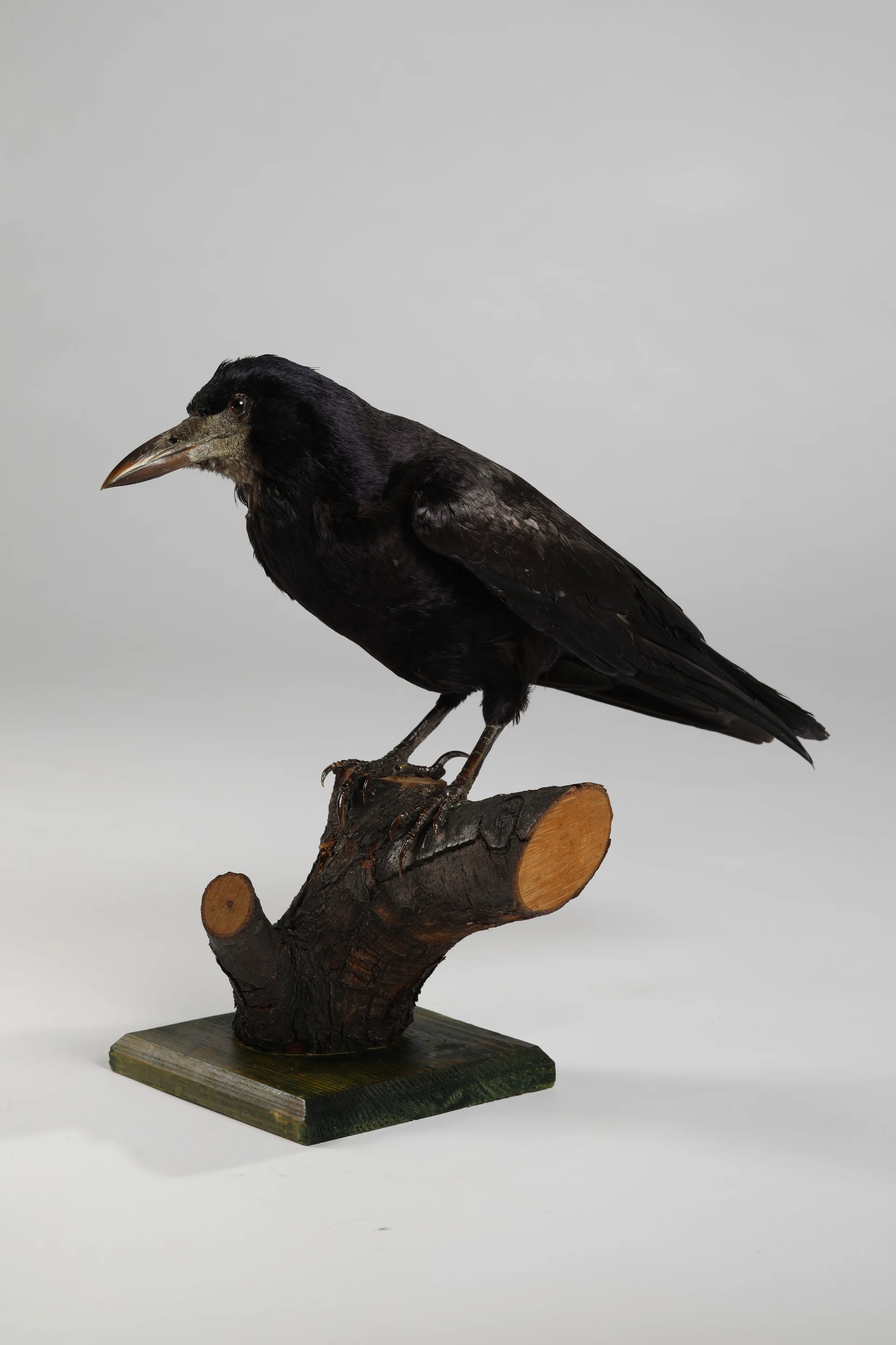 Náhledový obrázek předmětu Corvus frugilegus (dermoplastický preparát)
