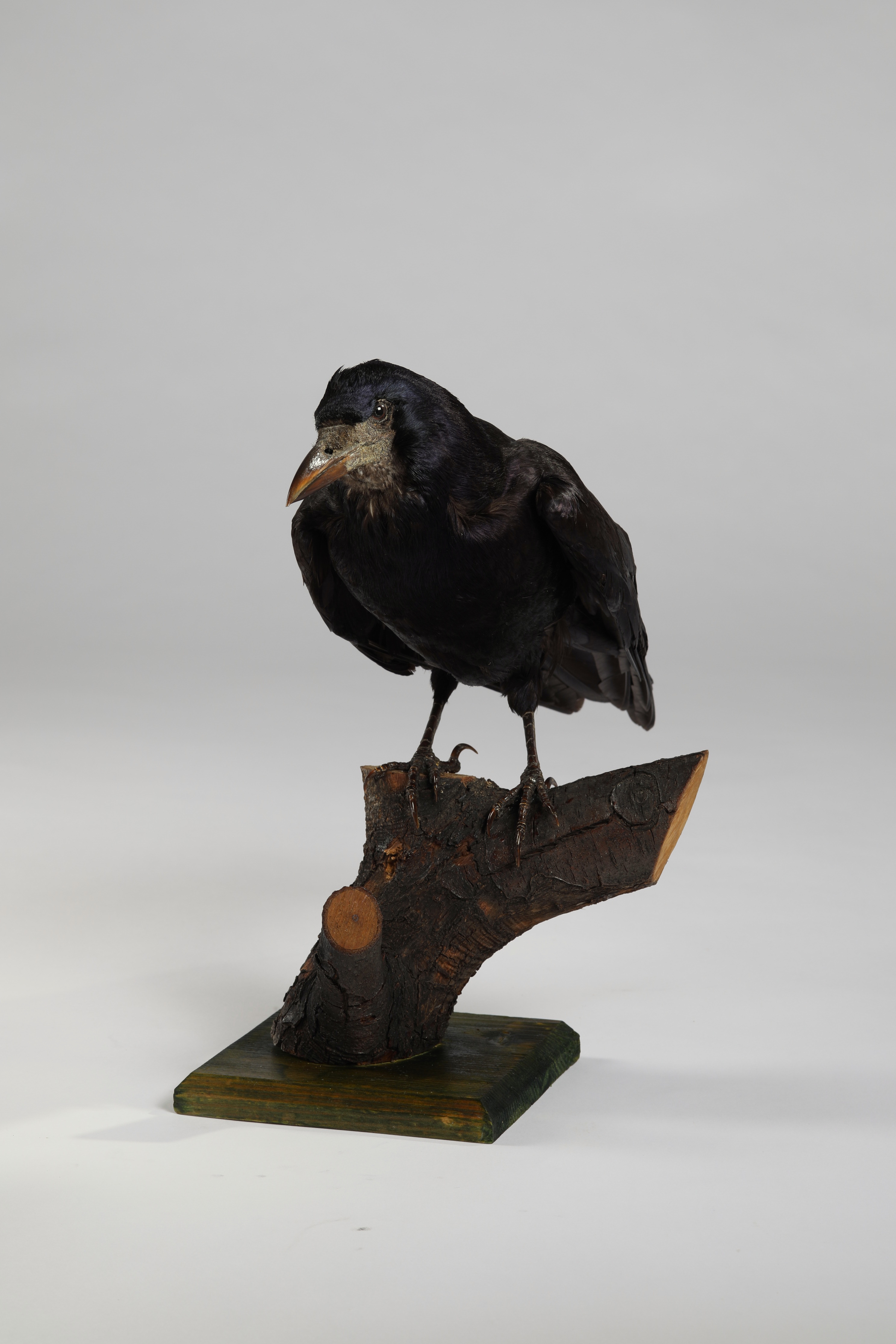 Náhledový obrázek Corvus frugilegus (dermoplastický preparát) - 3
