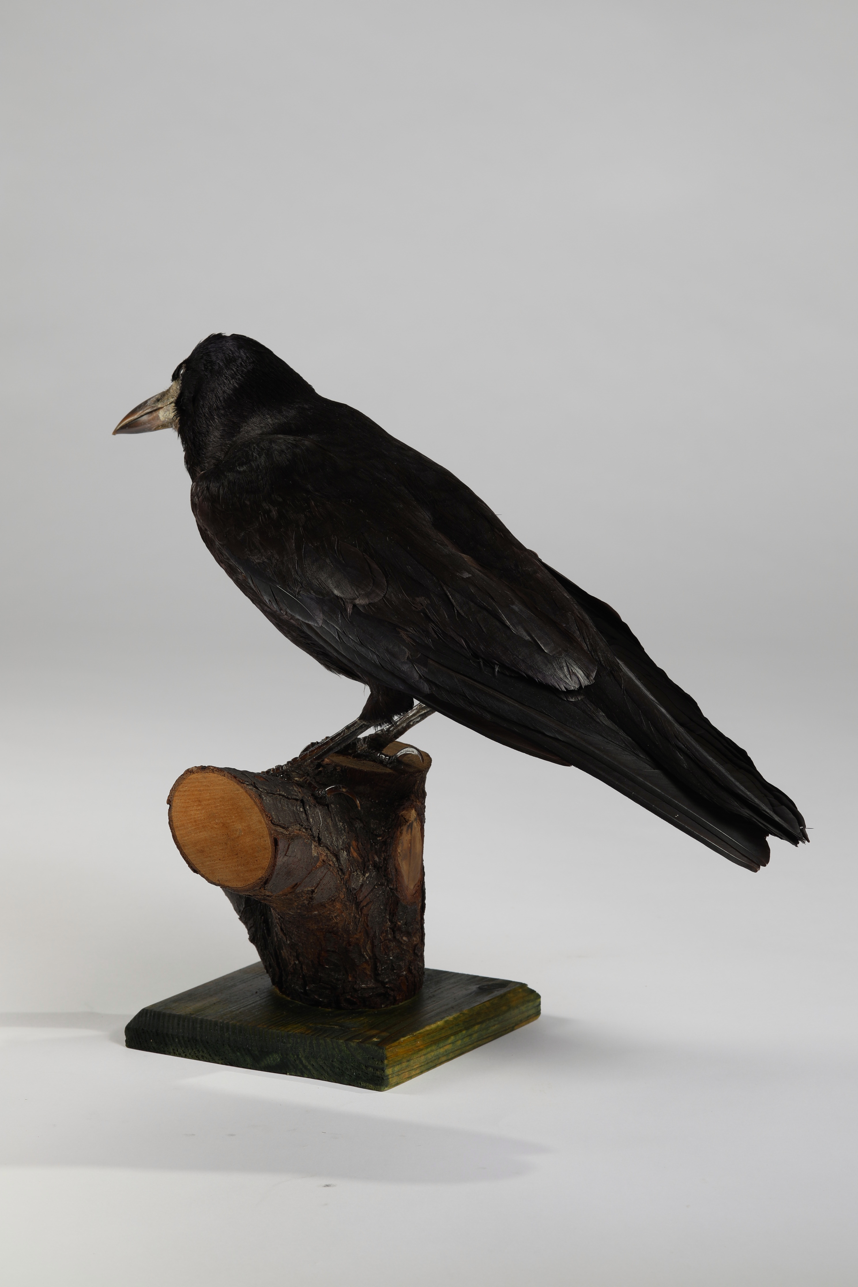 Náhledový obrázek Corvus frugilegus (dermoplastický preparát) - 2