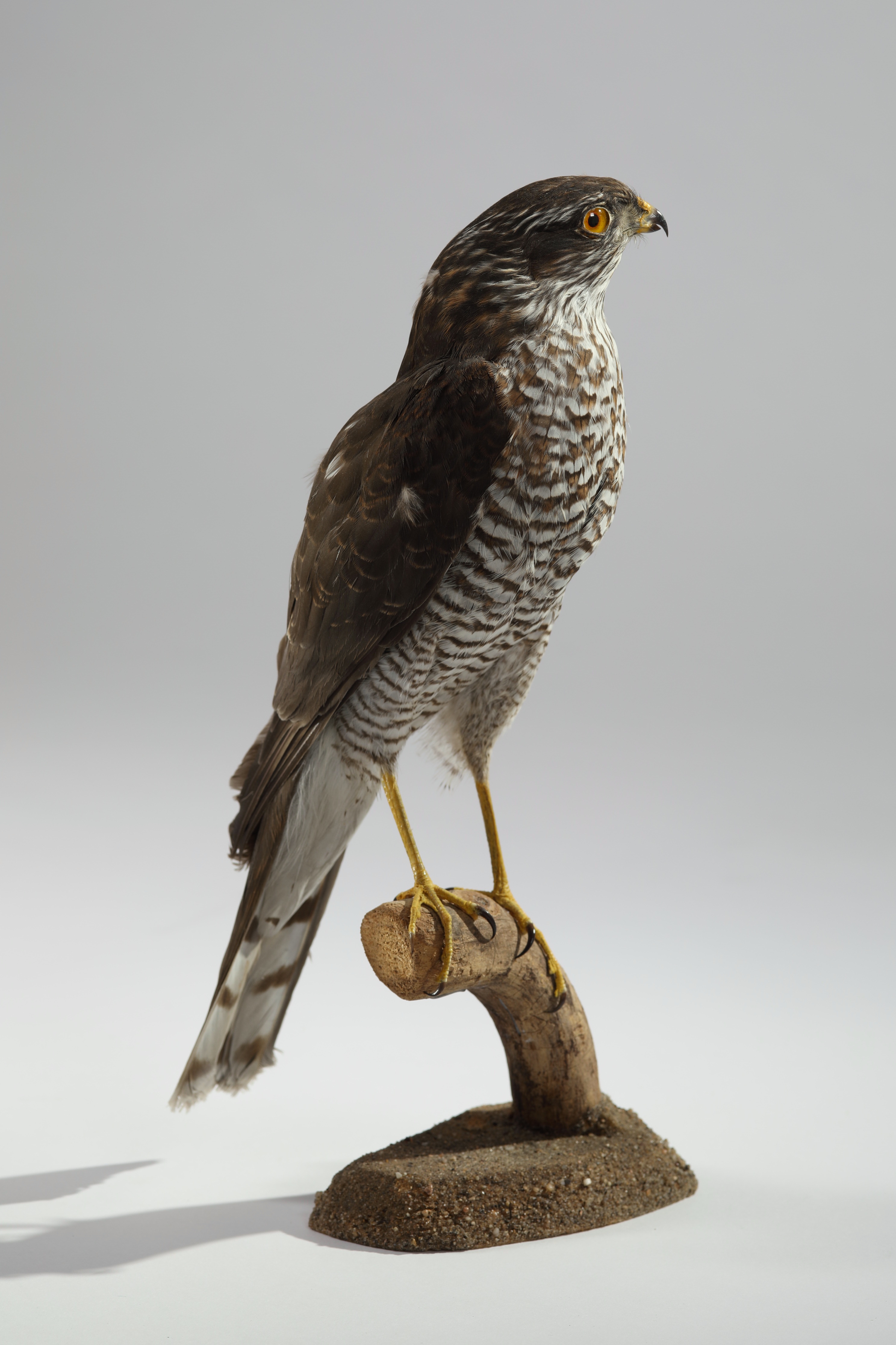 Náhledový obrázek Accipiter nisus (dermoplastický preparát) - 2