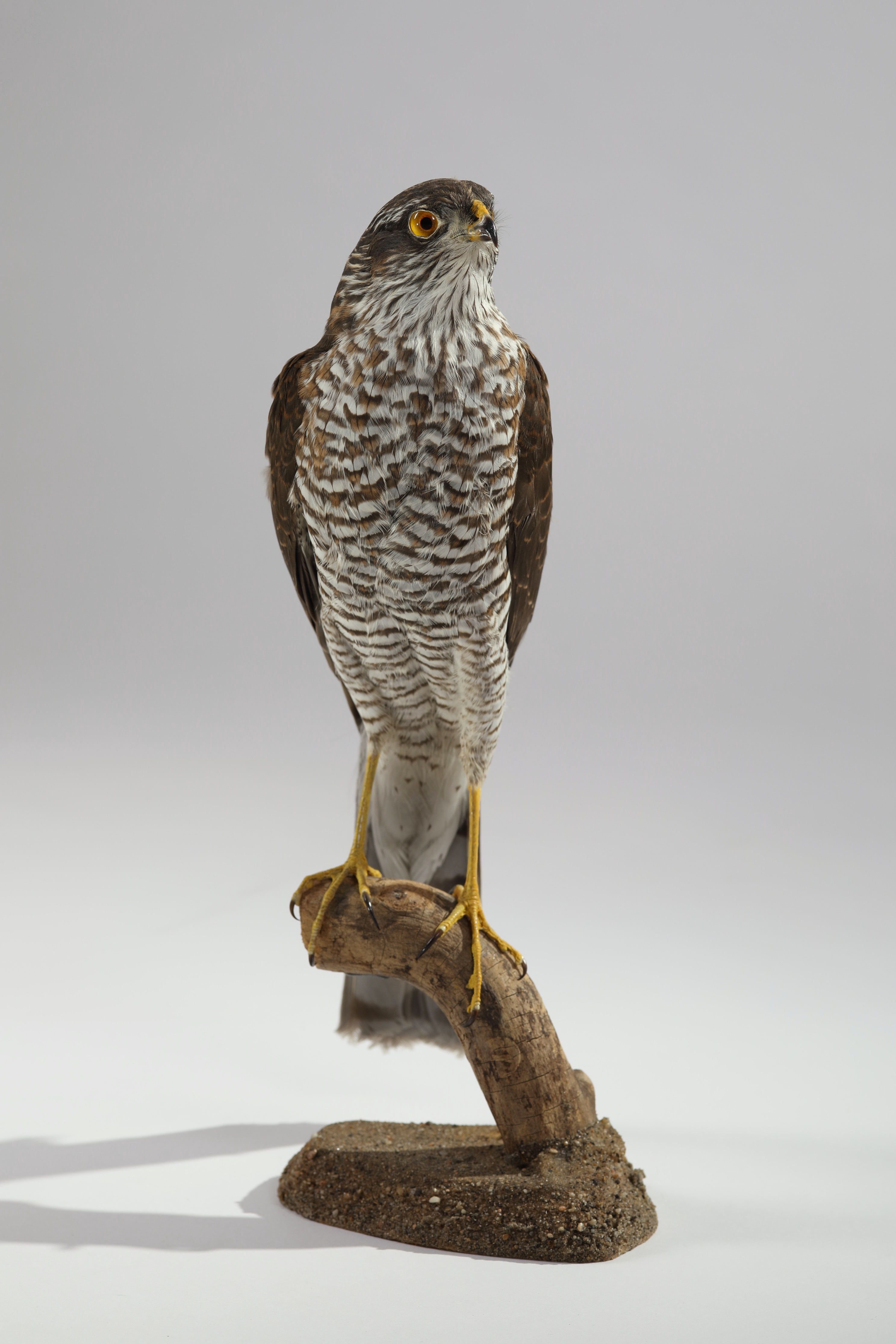 Náhledový obrázek Accipiter nisus (dermoplastický preparát) - 1
