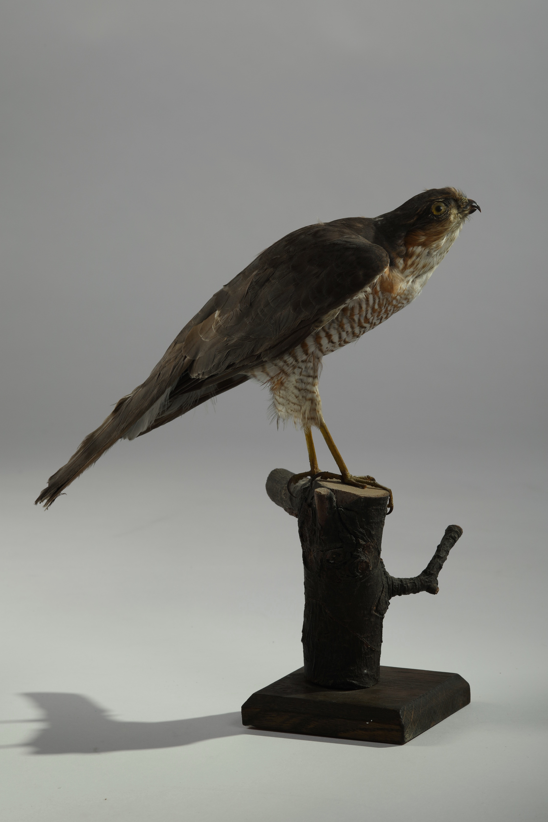 Náhledový obrázek Accipiter nisus (dermoplastický preparát) - 2