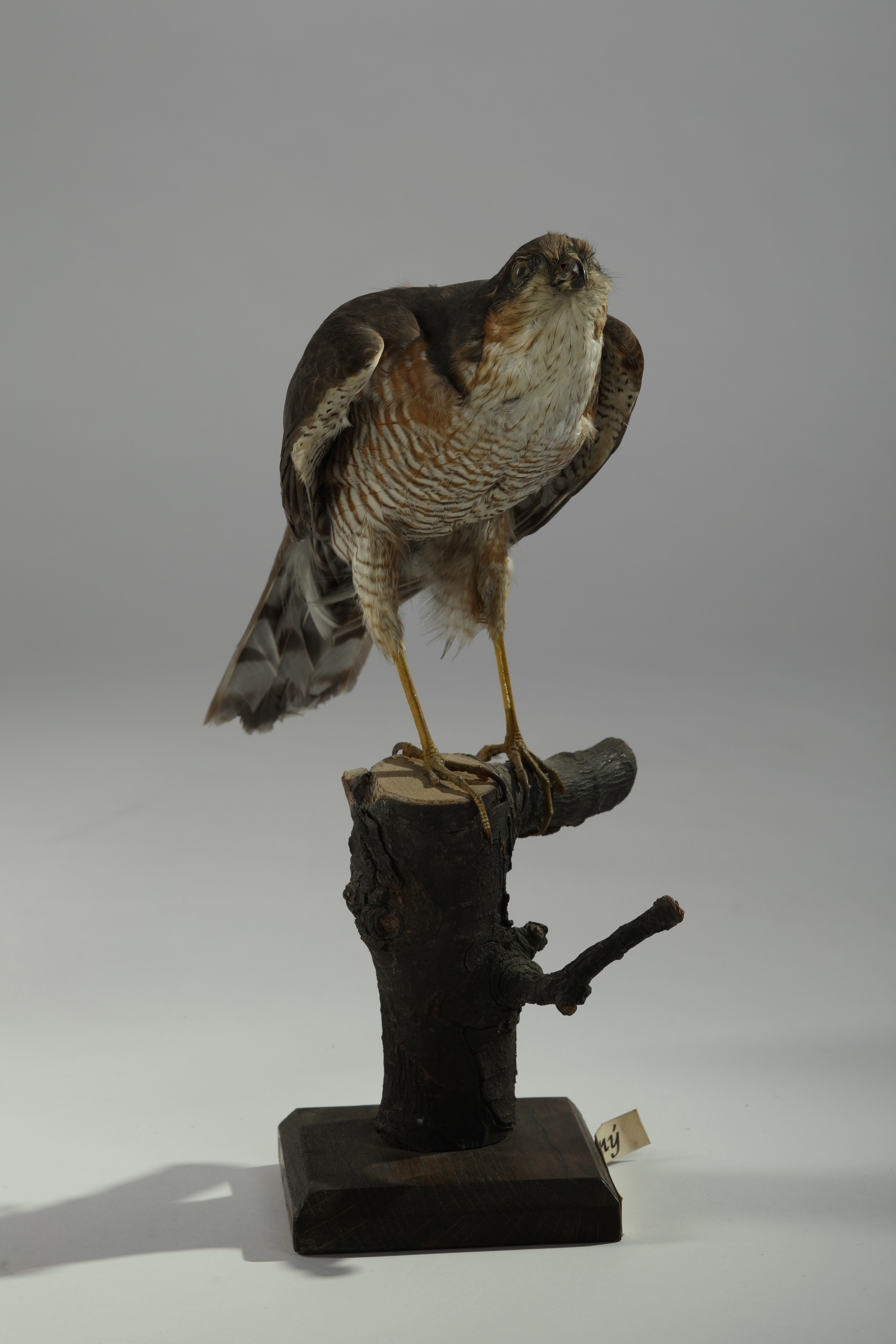 Náhledový obrázek Accipiter nisus (dermoplastický preparát) - 1