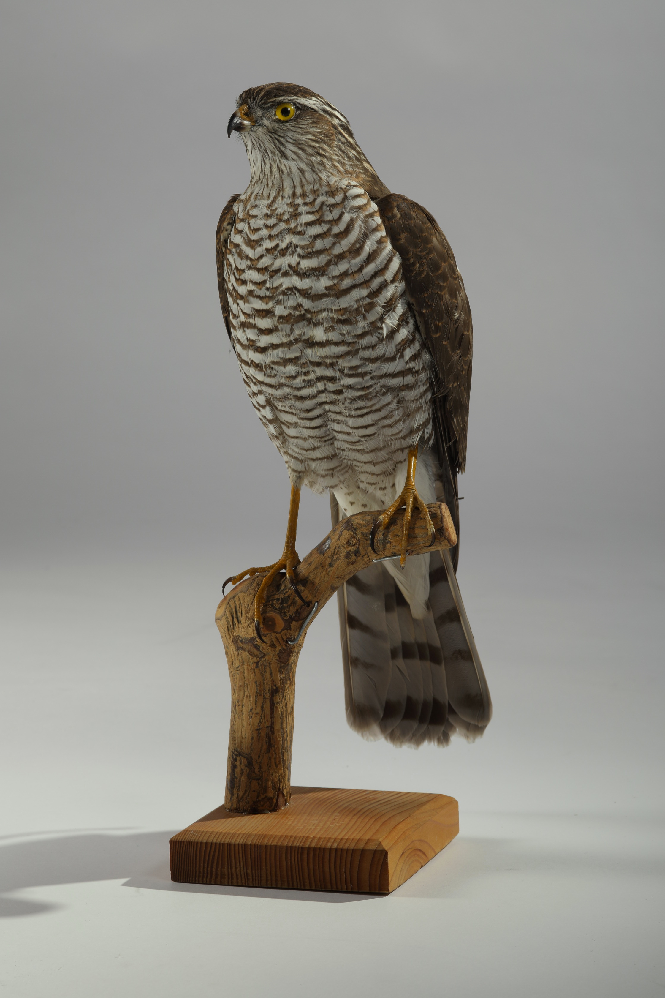 Náhledový obrázek Accipiter nisus (dermoplastický preparát) - 1