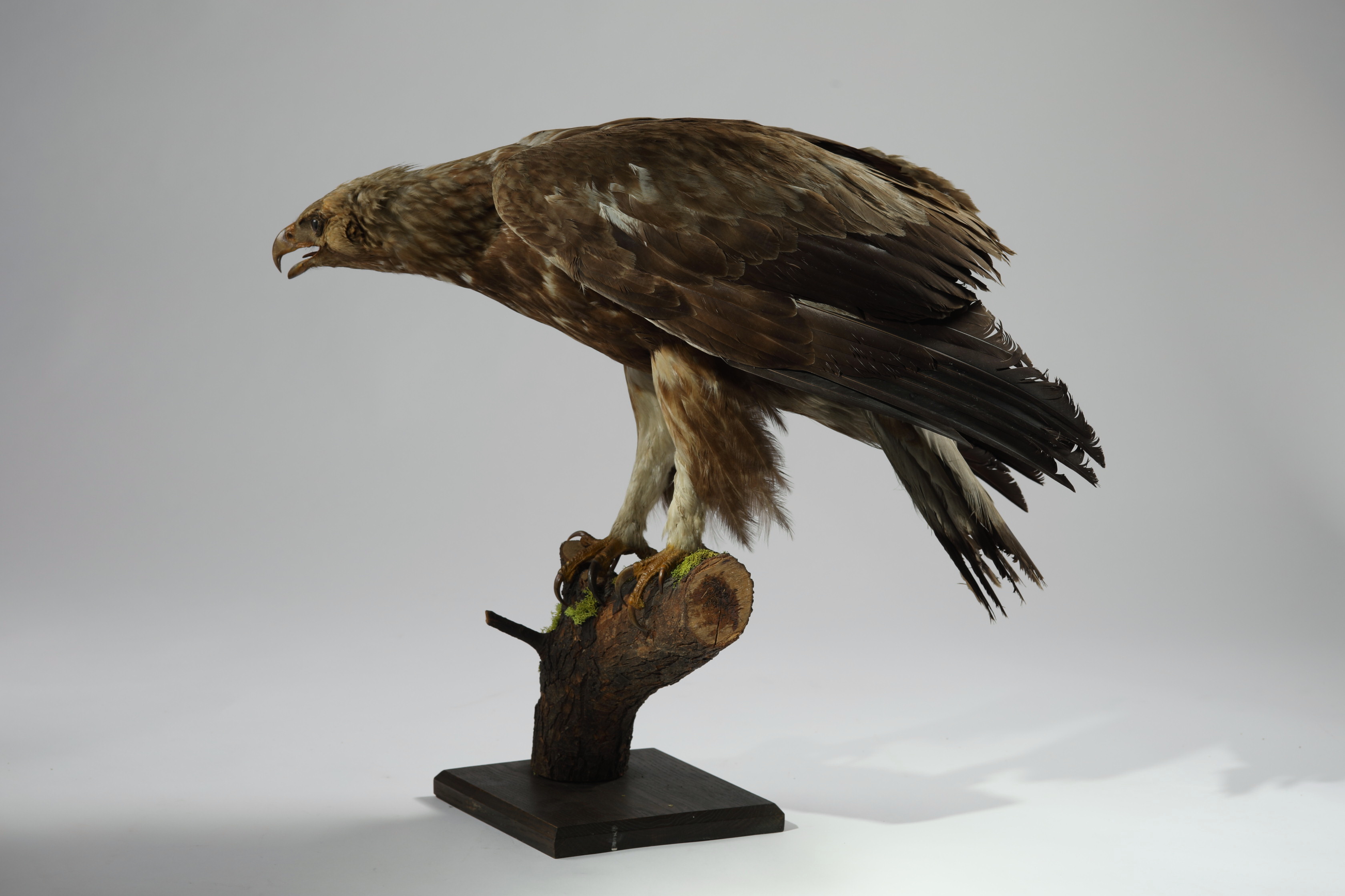 Náhledový obrázek Aquila chrysaetos (dermoplastický preparát) - 1