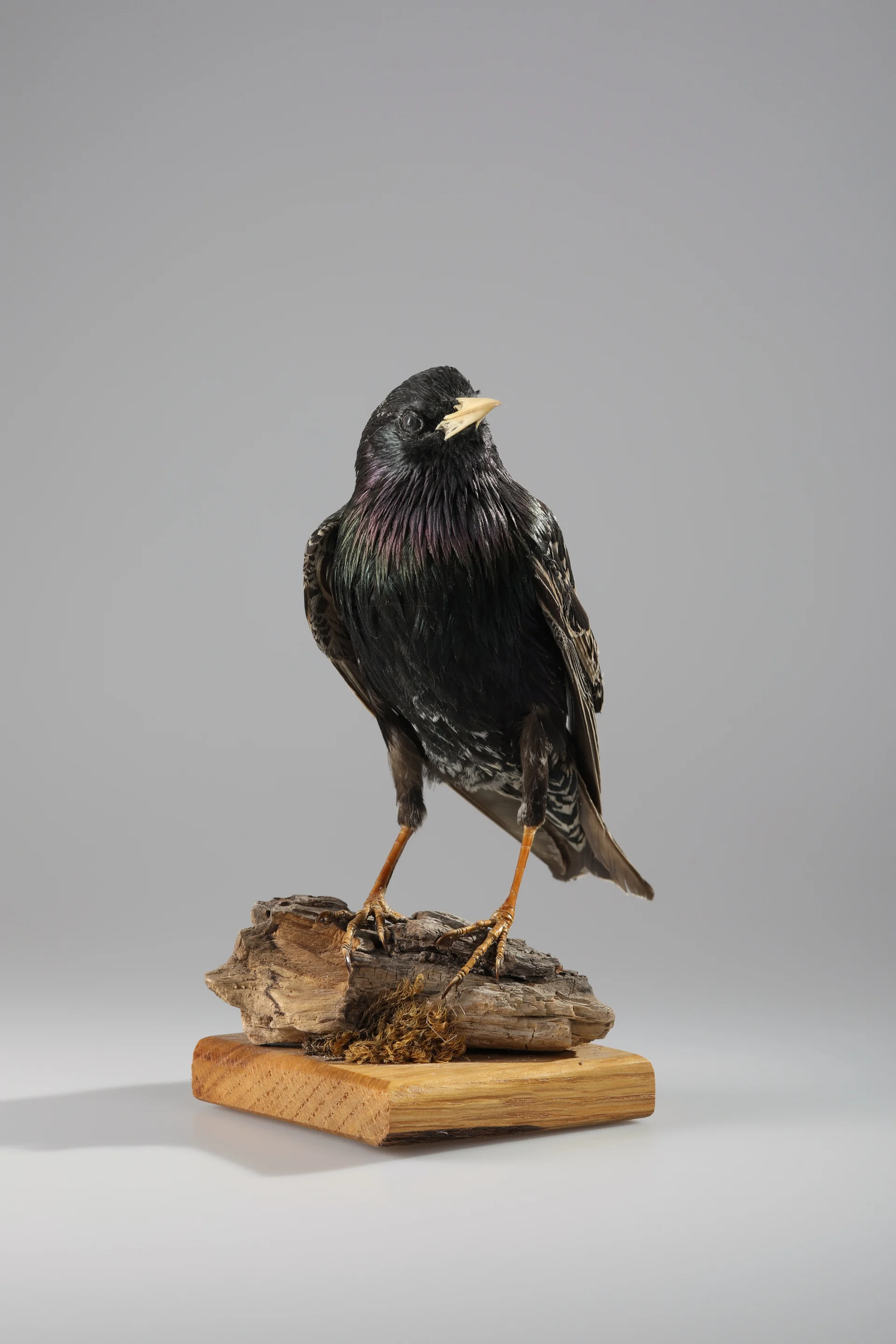 Náhledový obrázek předmětu Sturnus vulgaris (dermoplastický preparát)