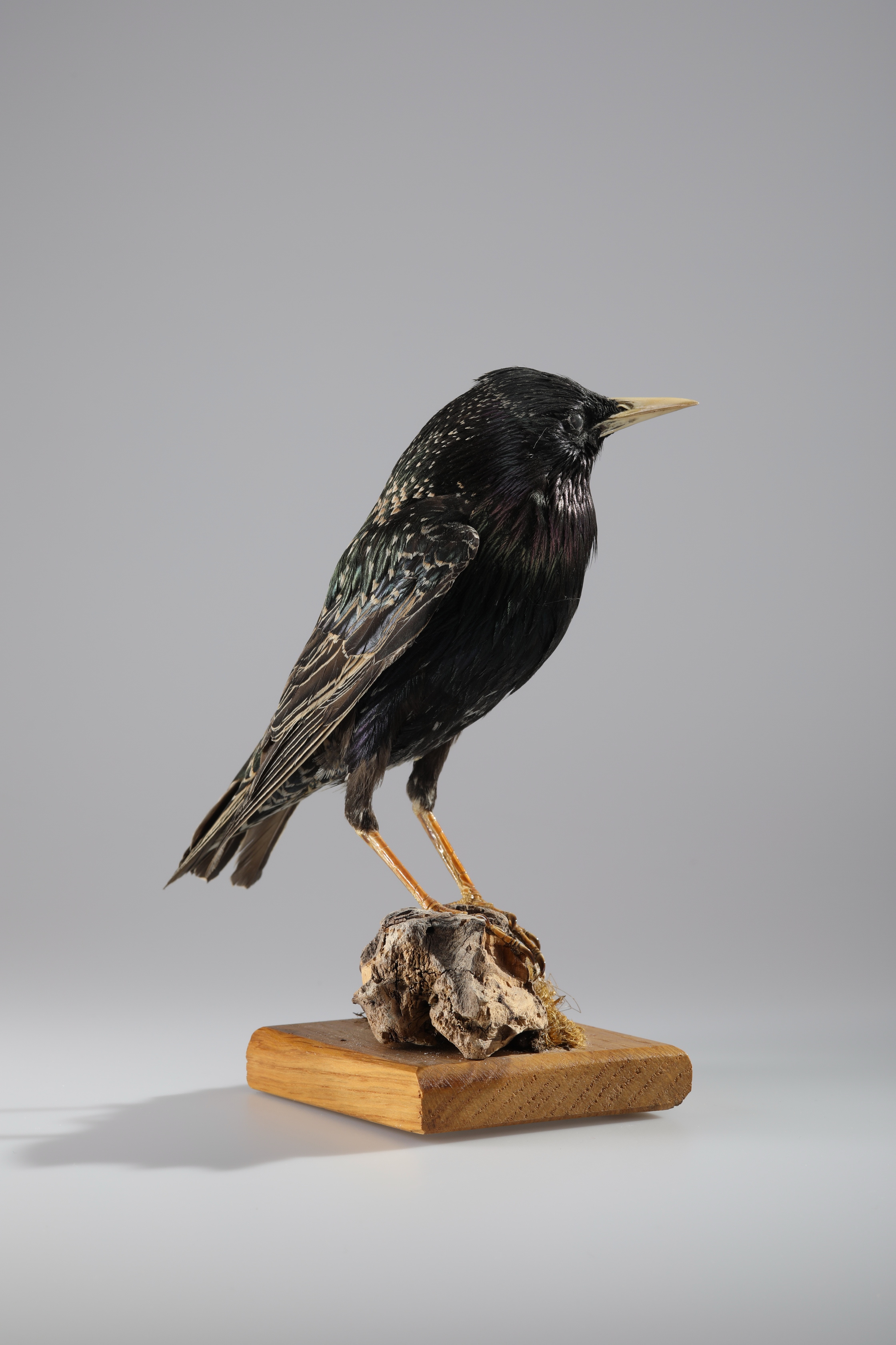 Náhledový obrázek Sturnus vulgaris (dermoplastický preparát) - 3