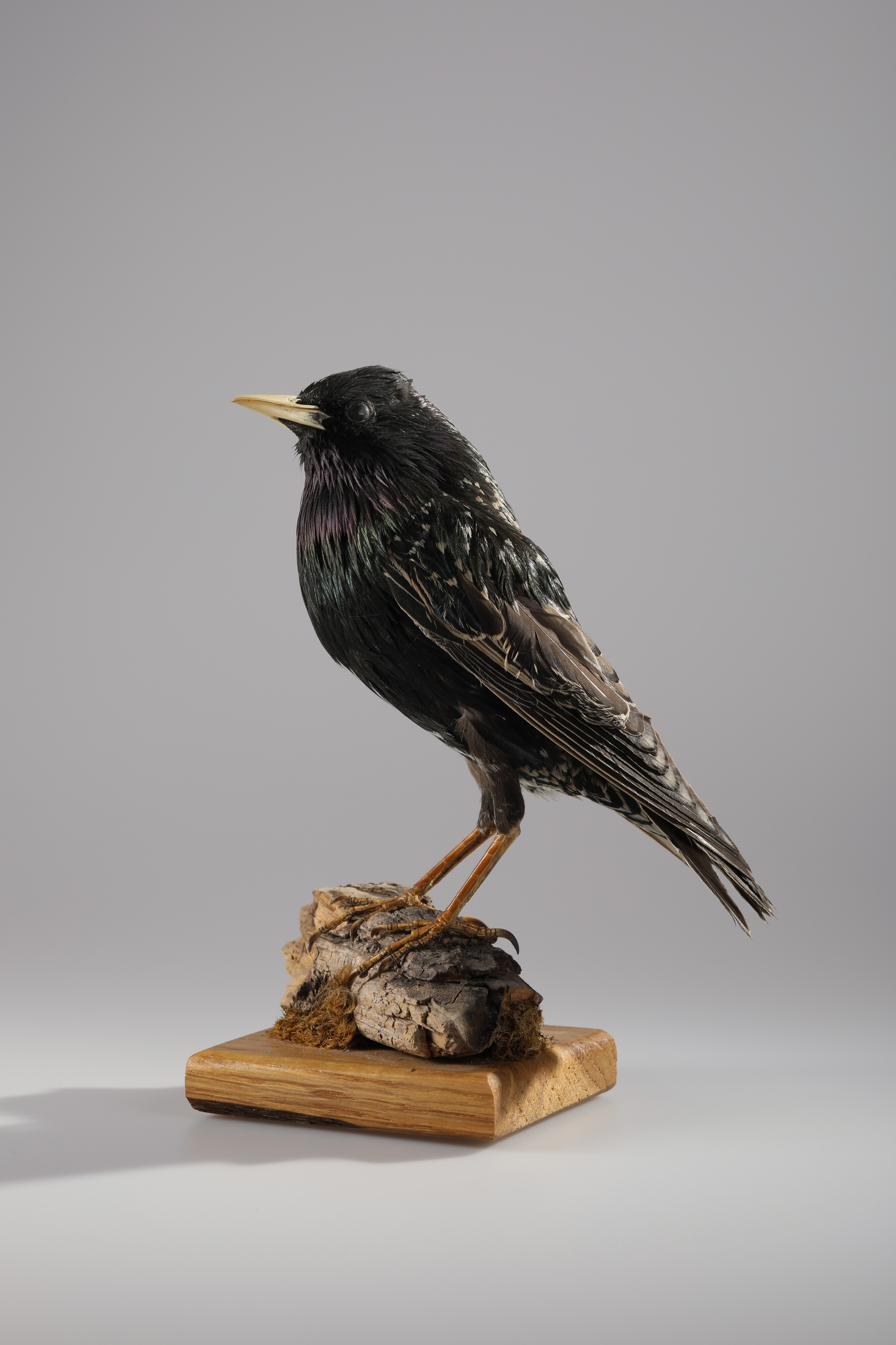 Náhledový obrázek Sturnus vulgaris (dermoplastický preparát) - 2