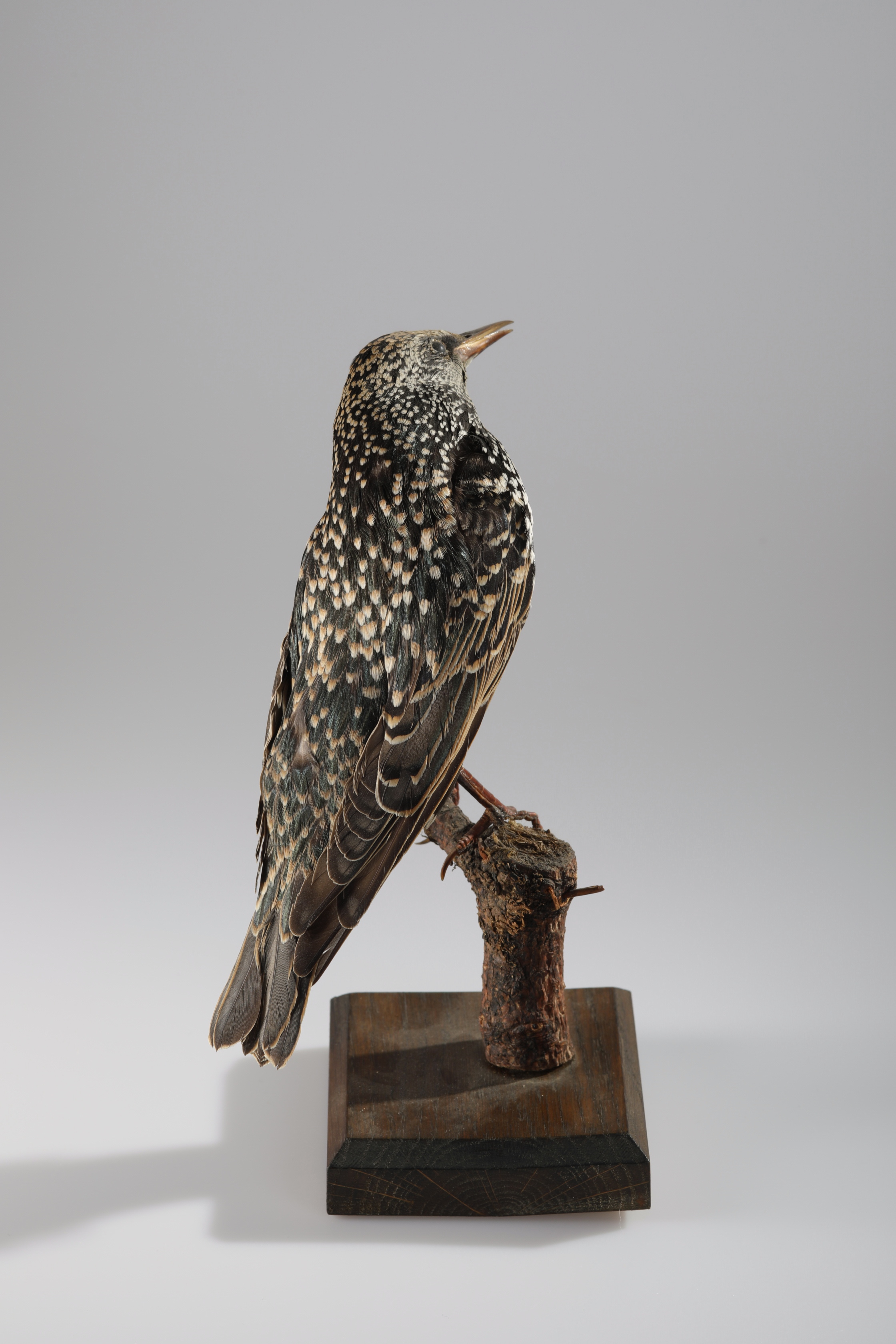 Náhledový obrázek Sturnus vulgaris (dermoplastický preparát) - 4